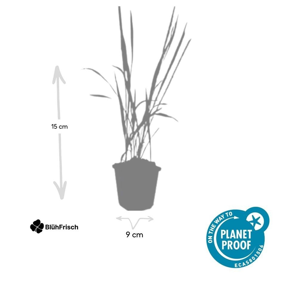 24x Imperata cylindrica 'Red Baron' - ↕10-25cm - Ø9cm