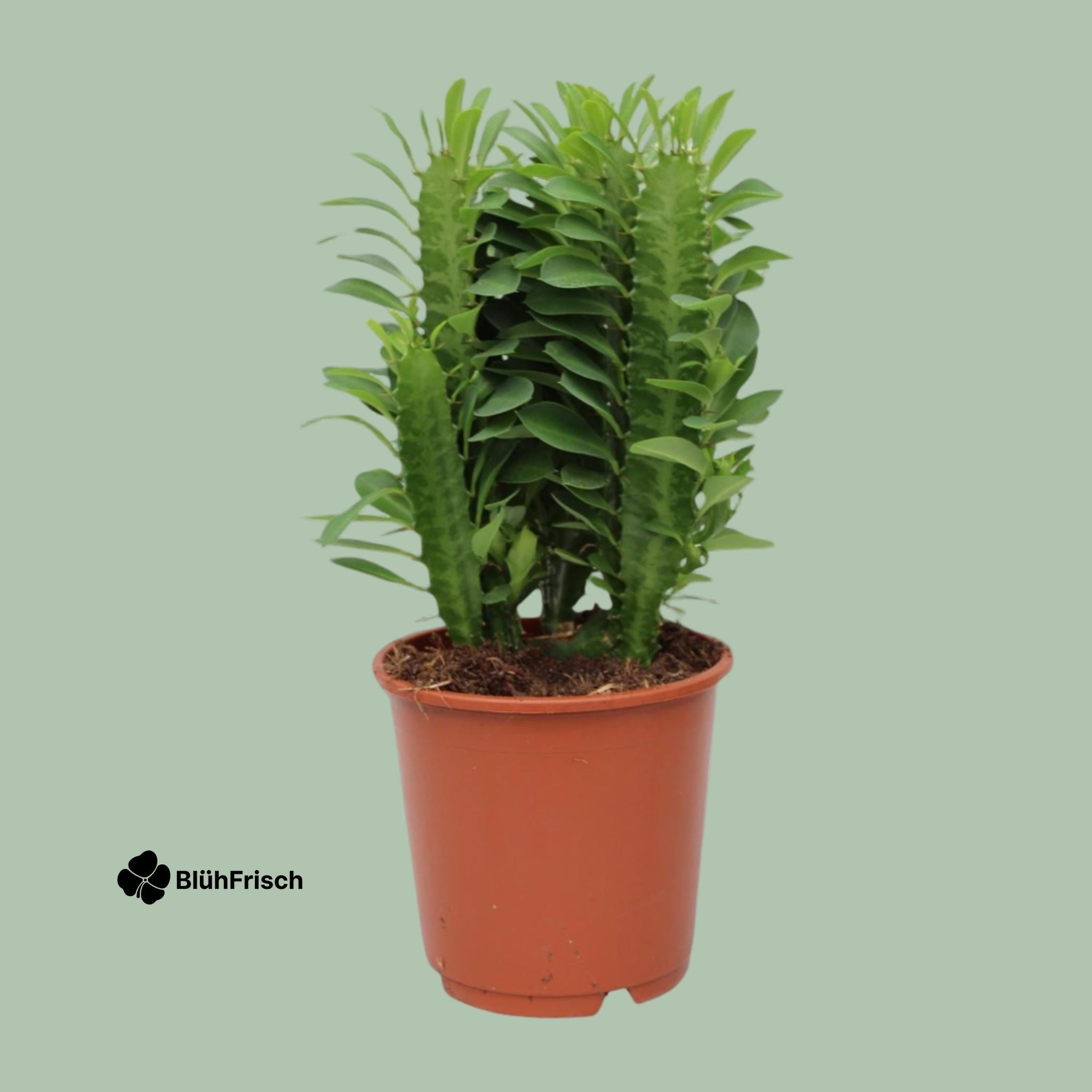 Euphorbia Trigona - Ø12 cm - Höhe ca.40 cm