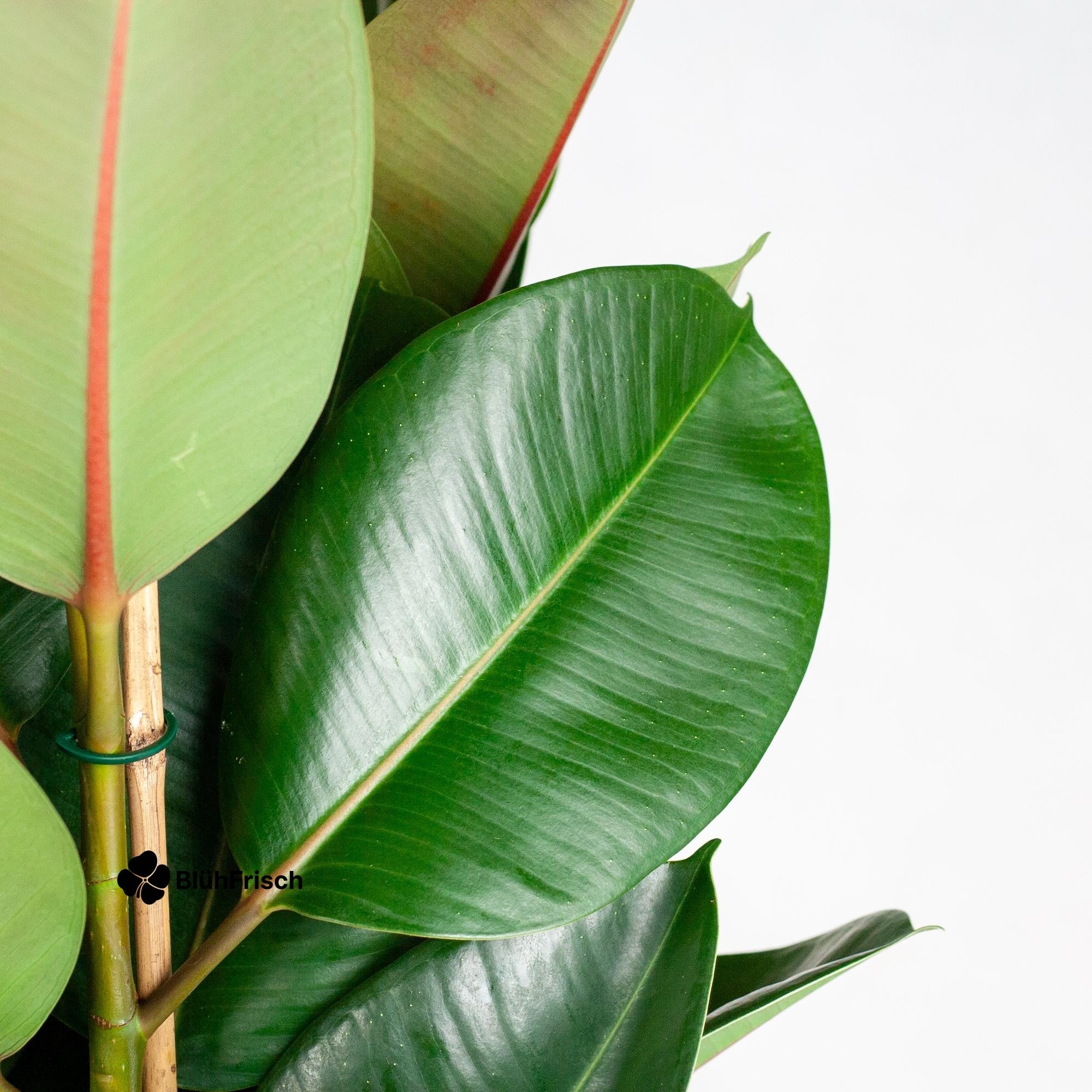 Ficus Elastica Robusta XL mit Korb Torun - 90cm - Ø27