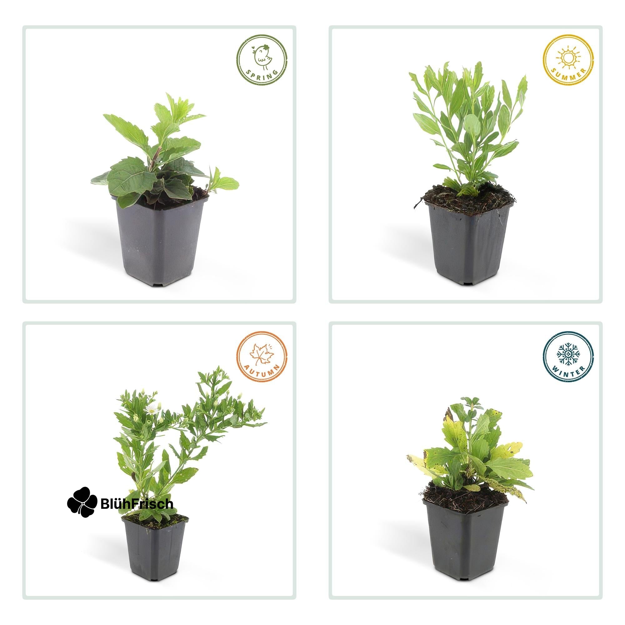 24x Aster ageratoides 'Ashvi' - ↕10-25cm - Ø9cm