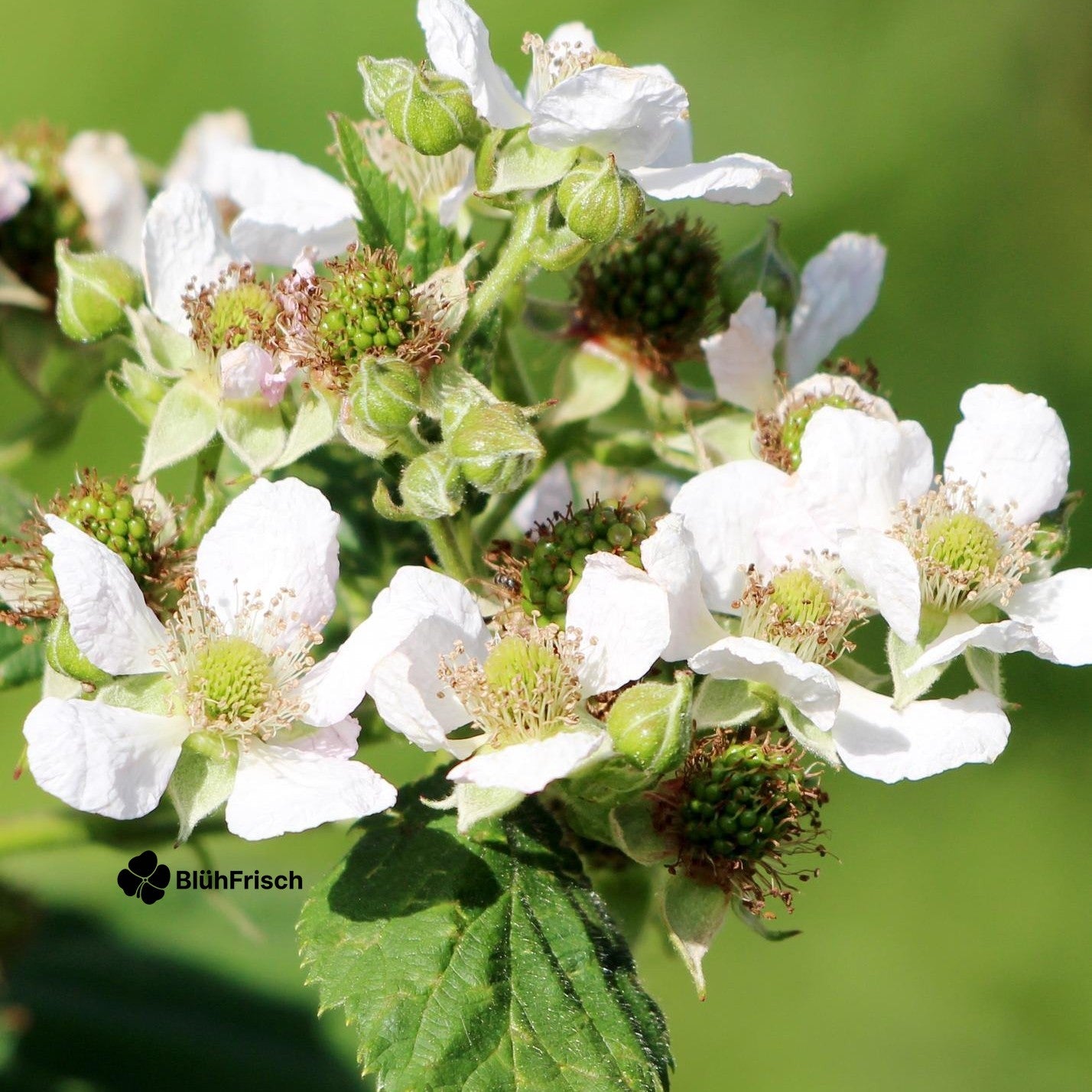 Rubus idaeus 'Malling Promise' - Ø13cm - ↕45cm