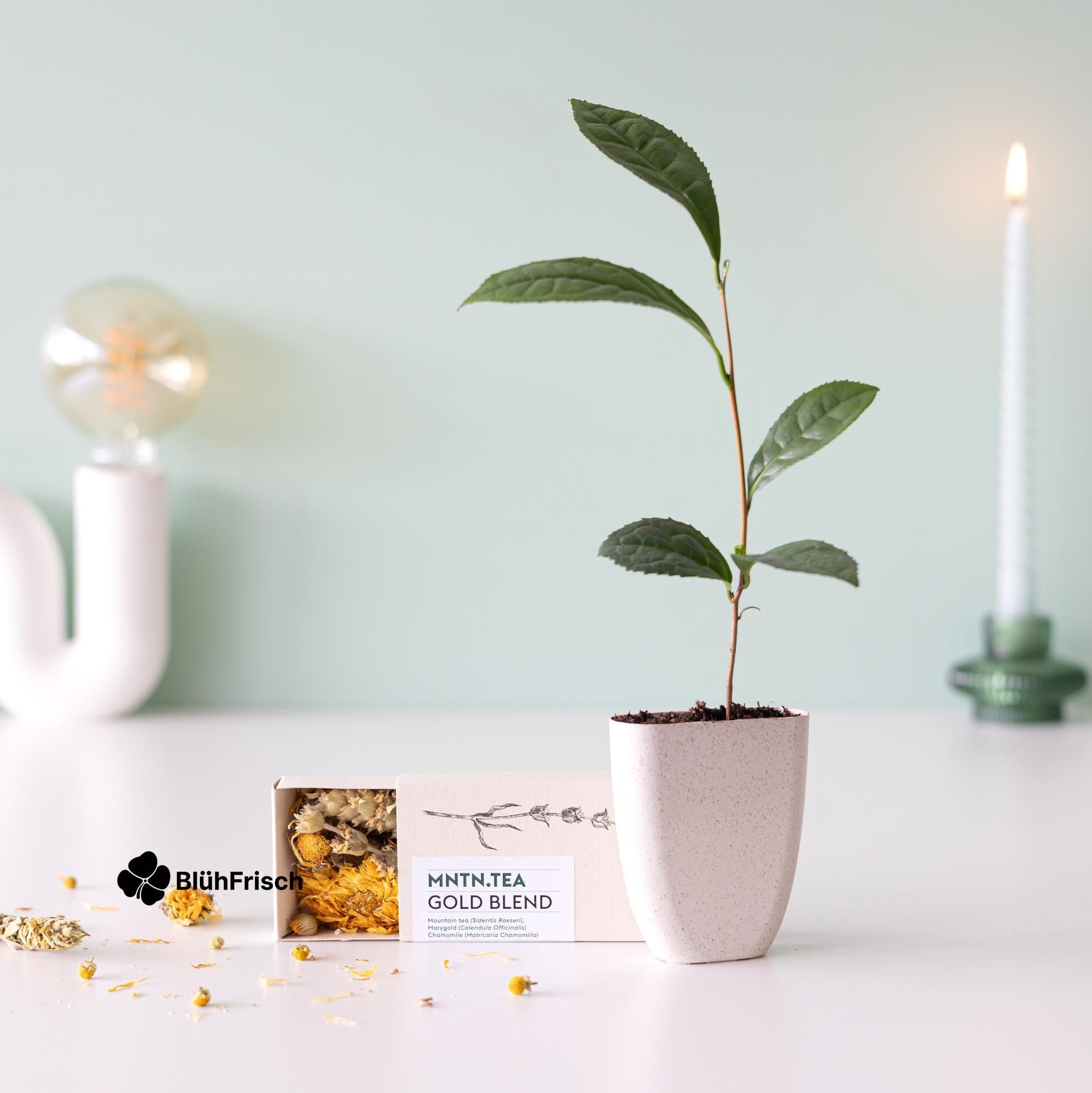 Teepause - Gold Blend Tee und Teebaumschnitt