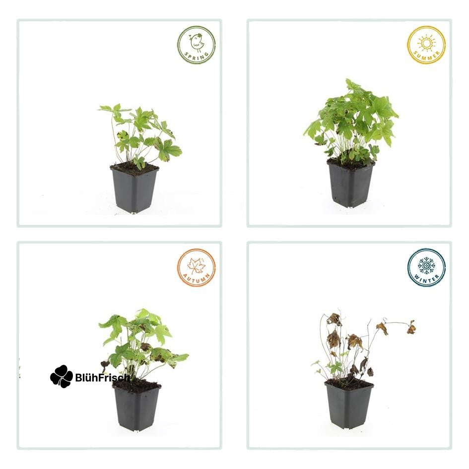 24x Geranium nodosum - ↕10-25cm - Ø9cm