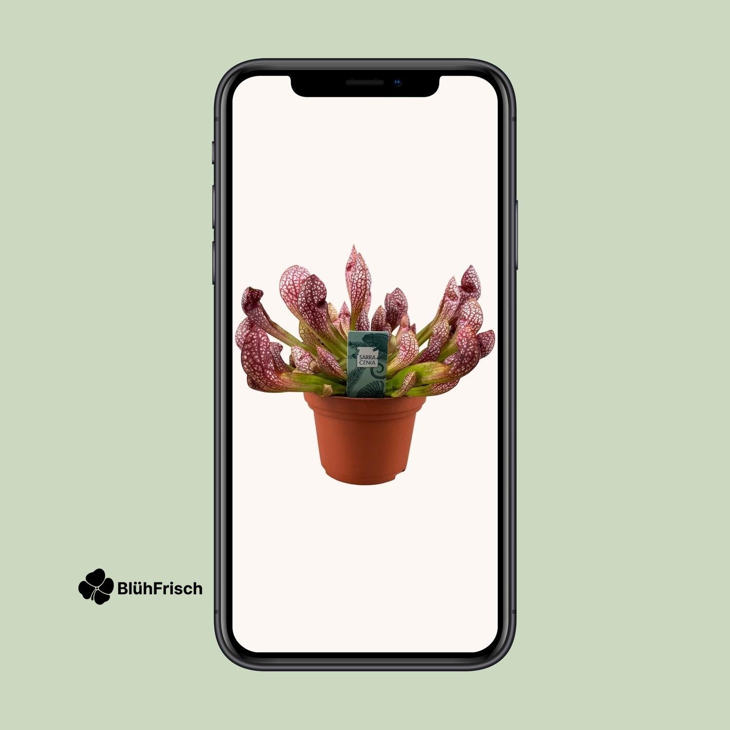 Sarracenia Scarlet Belle - Ø12cm - ↕40cm