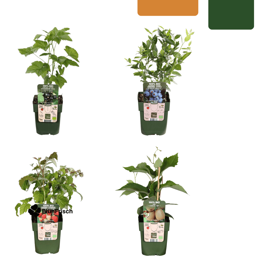 „Sommerfrüchte“ BIO Obstpflanzen-Mix – Set mit 4 verschiedenen Sorten