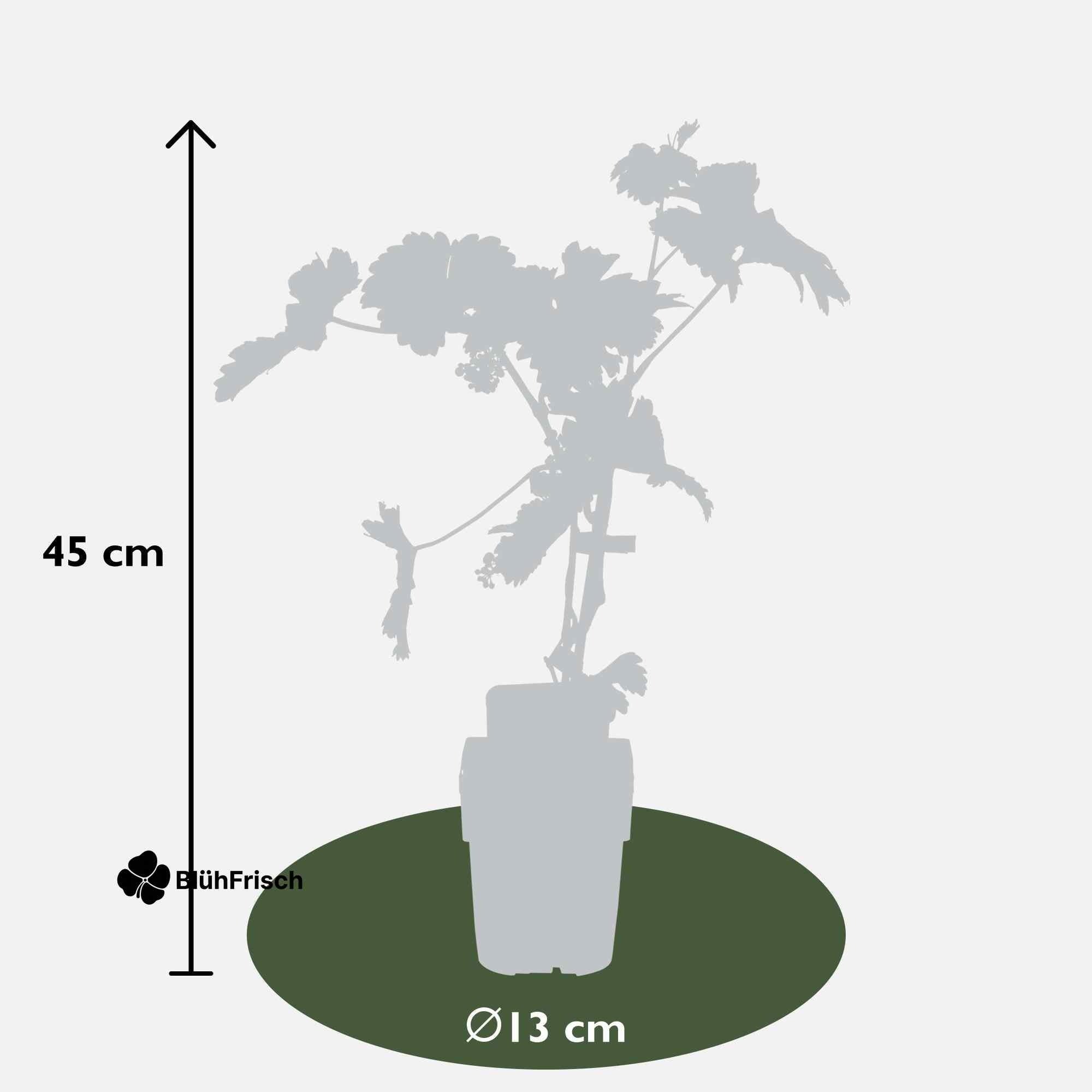 Vitis vinifera 'Johanniter' - Ø13cm - ↕45cm