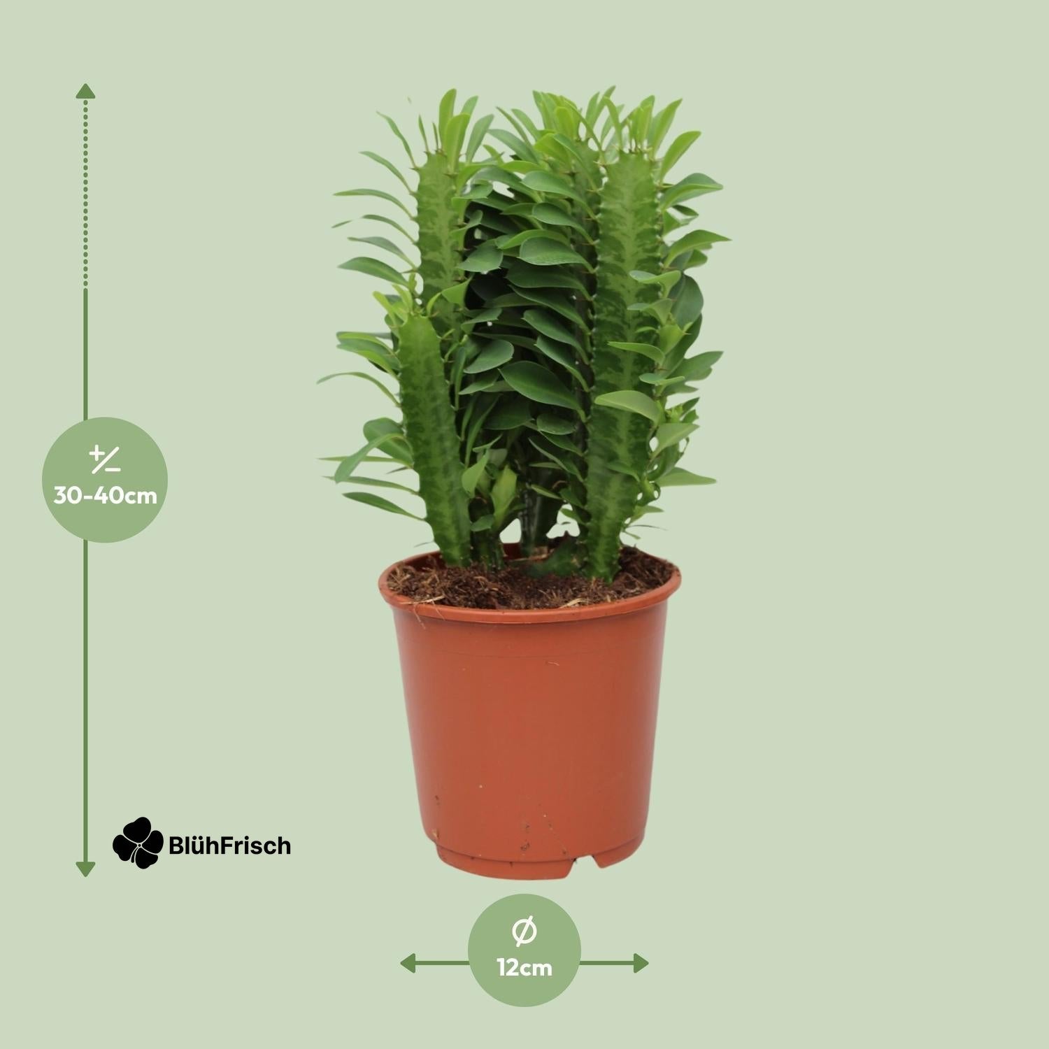 Euphorbia Trigona - Ø12 cm - Höhe ca.40 cm