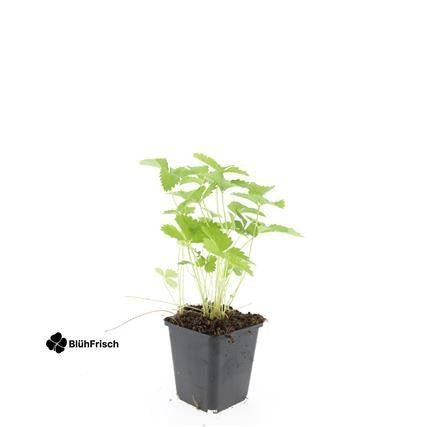 24x Fragaria vesca - ↕10-25cm - Ø9cm