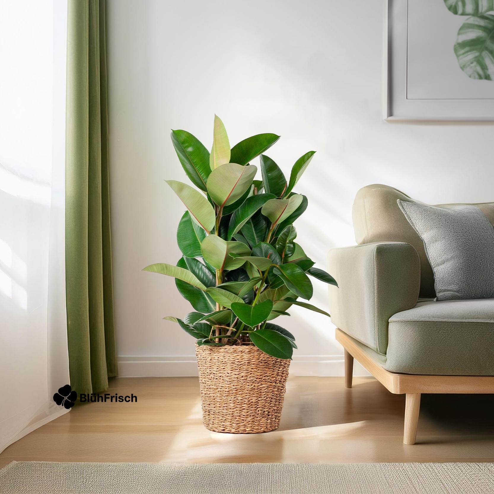 Ficus Elastica Robusta XL mit Korb Torun - 90cm - Ø27