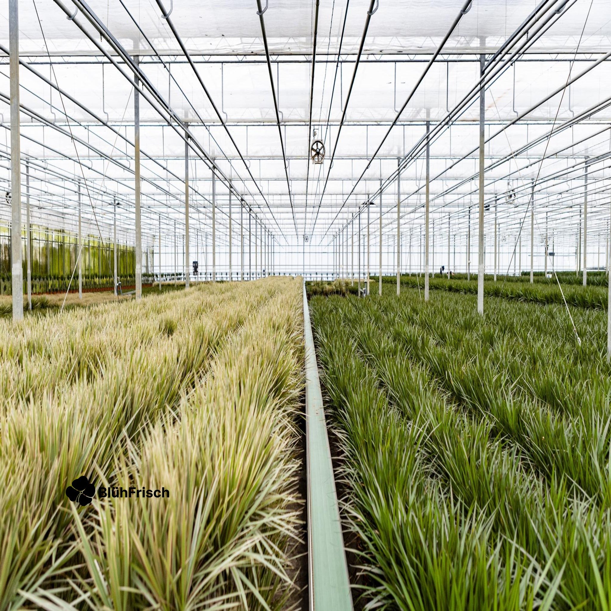 Dracaena Marginata - Ø21cm - ↕120cm