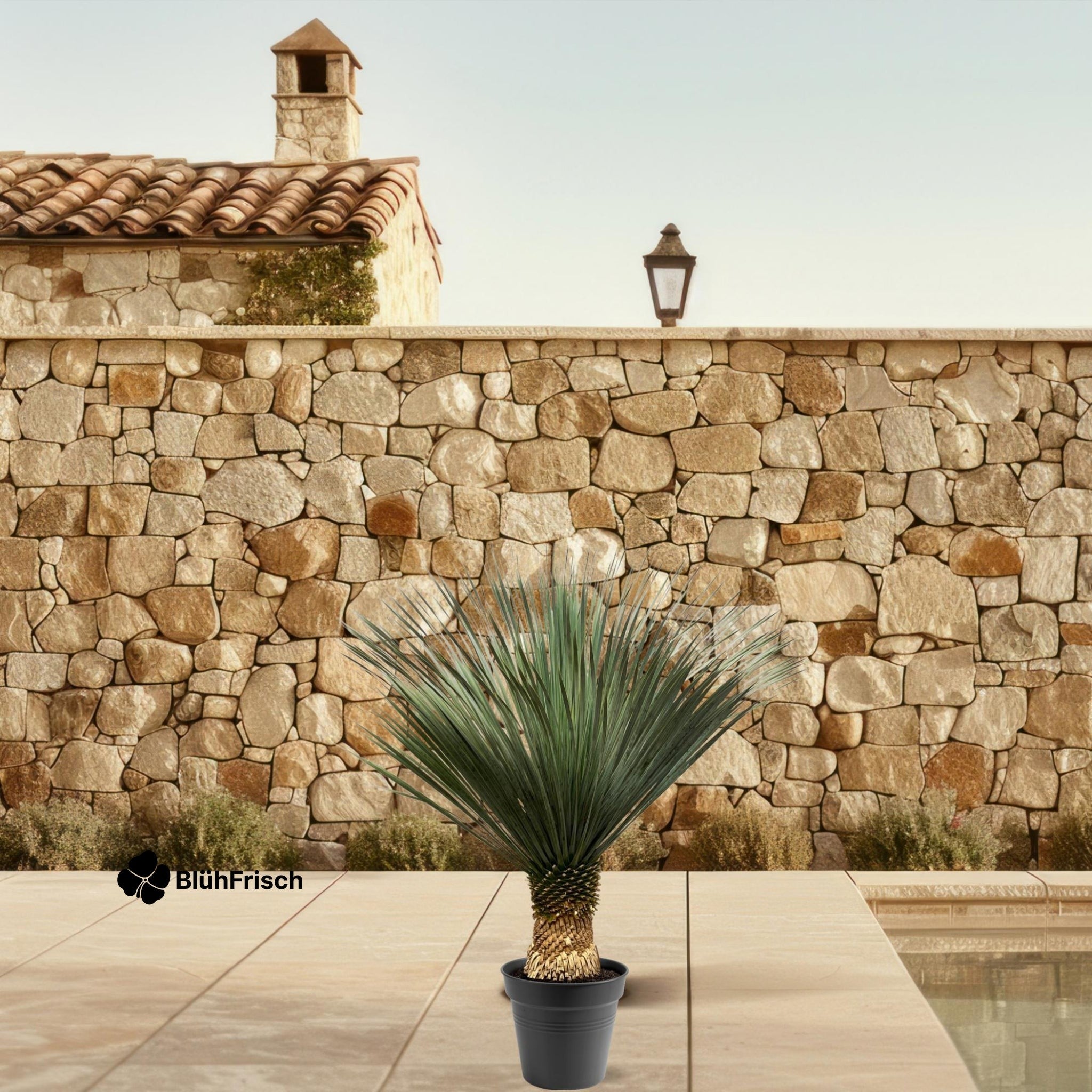 Yucca Rostrata - 100 - 120 cm - Ø40