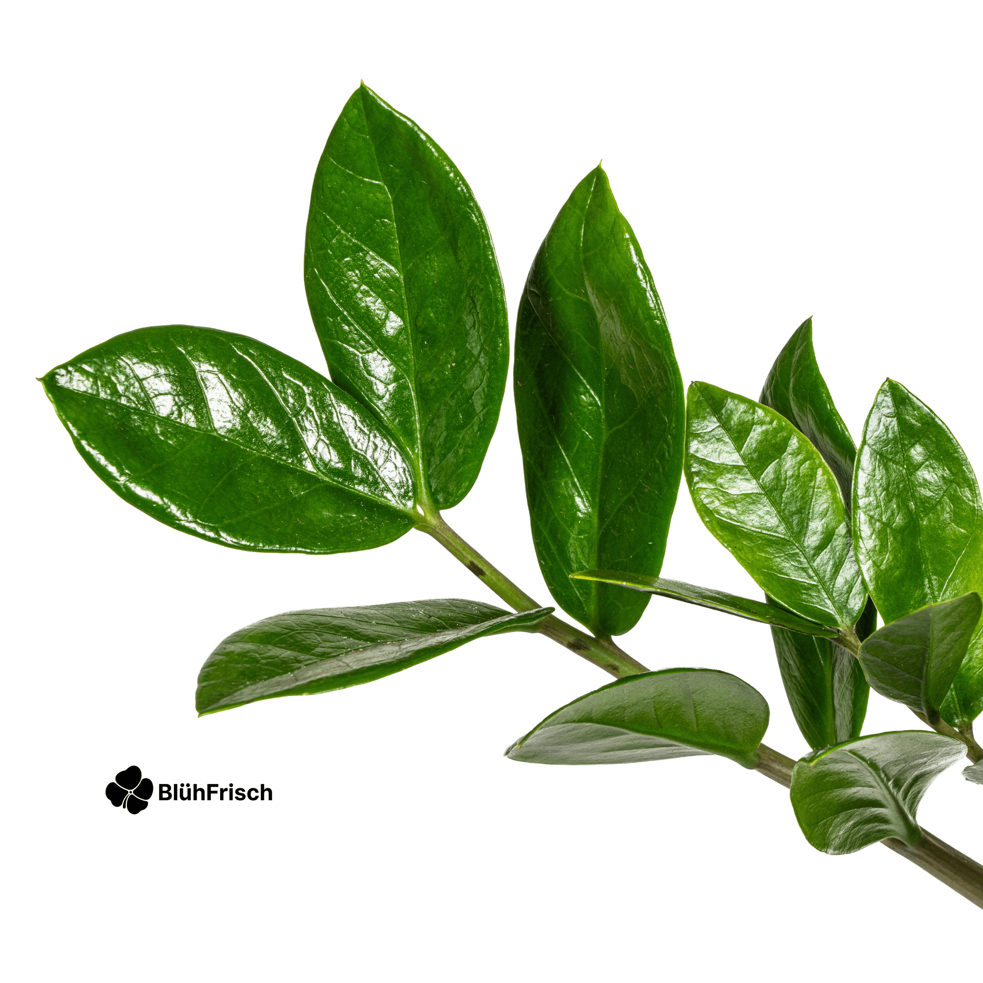 Zamioculcas Zamiifolia Ø17cm - ↕40-50cm