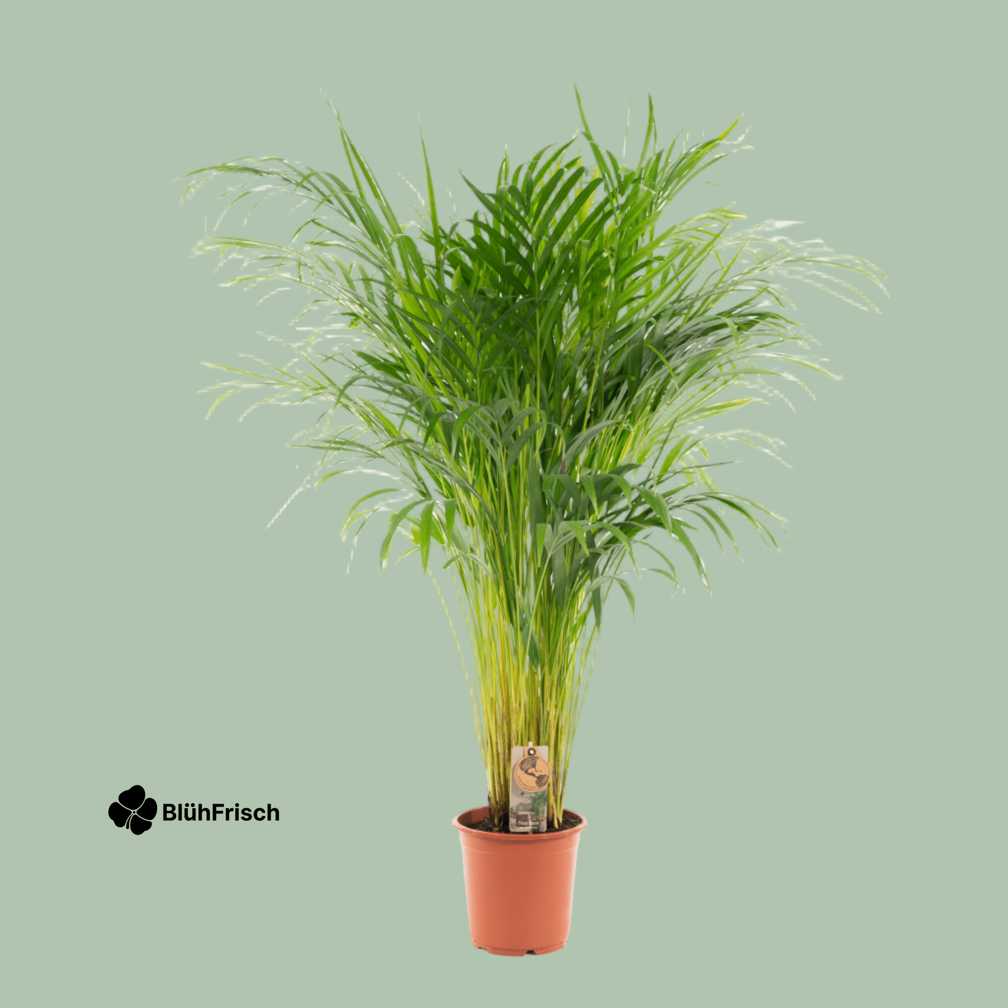 Areca-Palme - Ø21cm - ↕110cm
