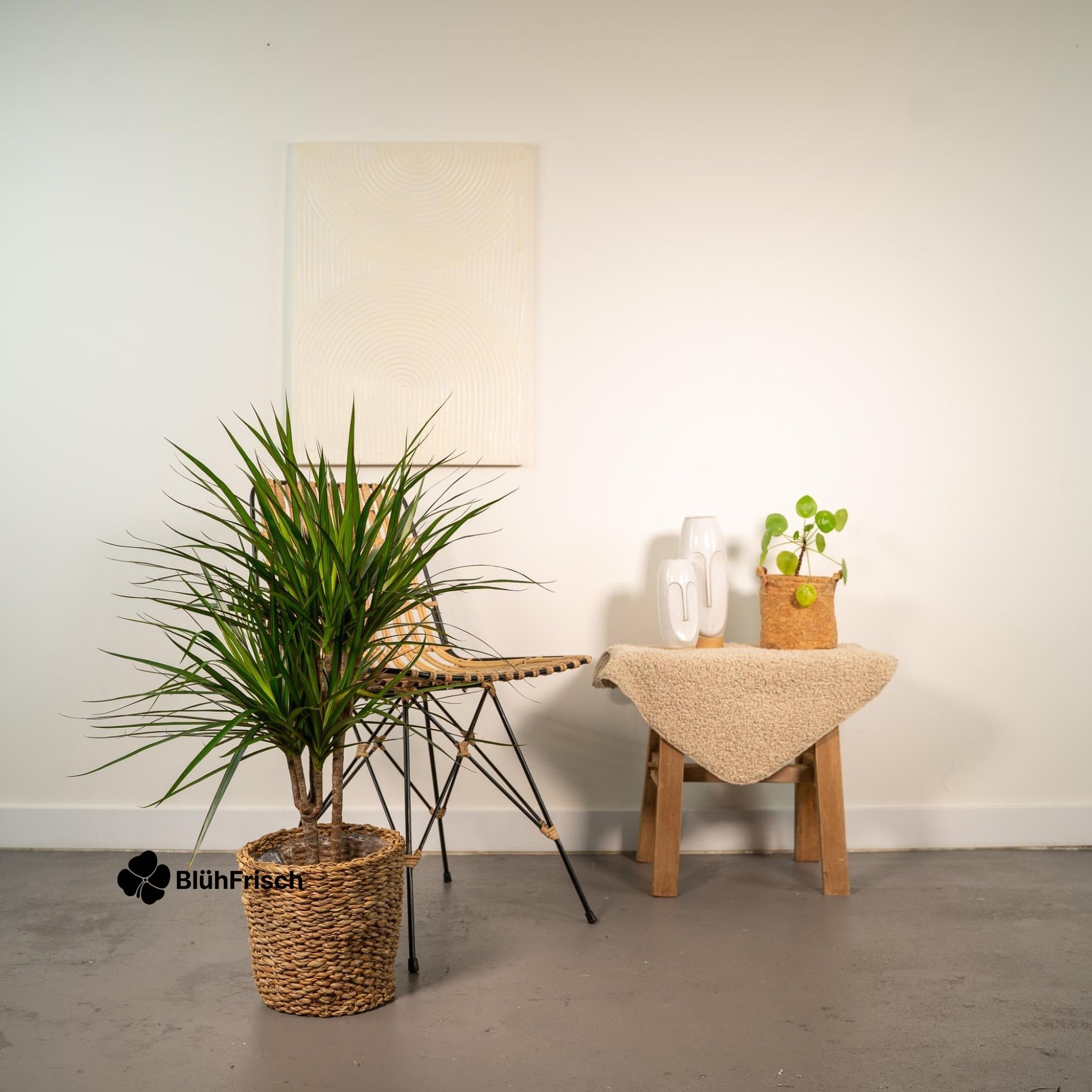 Dracaena Marginata - Ø17cm - ↕90cm