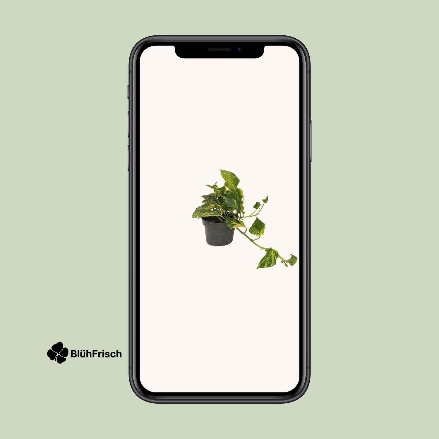 Scindapsus Epipremnum Efeutute Gold - Ø12cm - ↕25cm