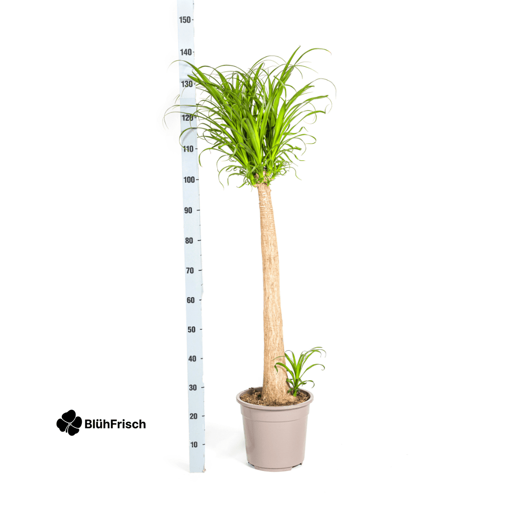 Beaucarnea Recurvata Stamm Ø27cm - ↕110 - 130cm