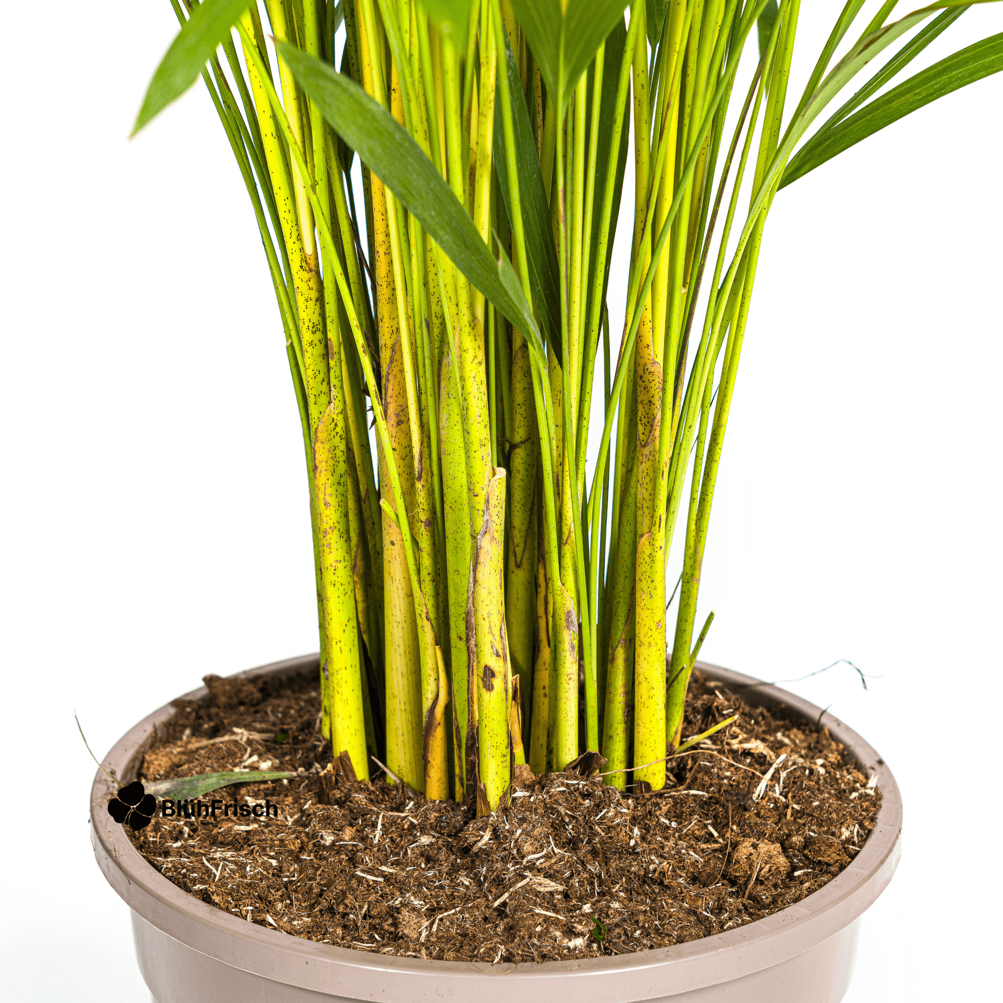 Dypsis Areca Lutescens mit Korb 120 - 140cm