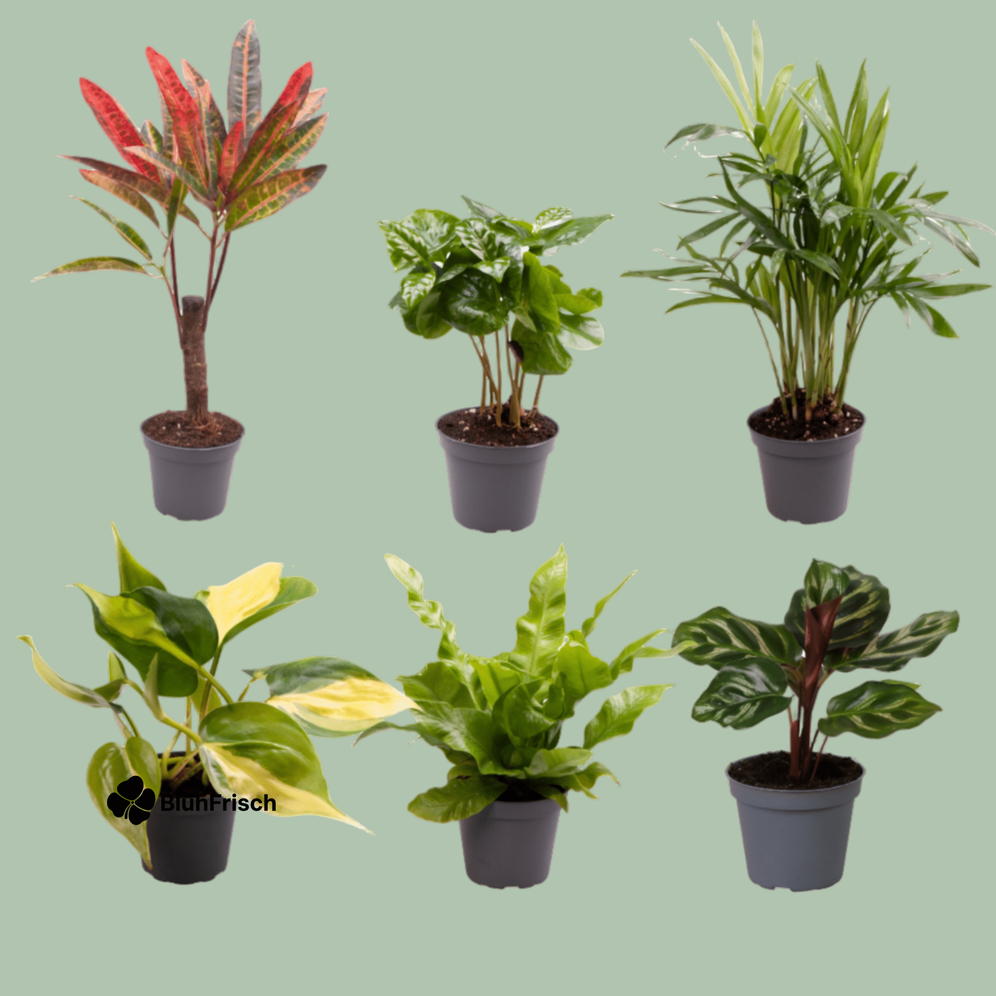 Babypflanzen-Überraschungsbox - Ø6cm - ↕5cm - x6