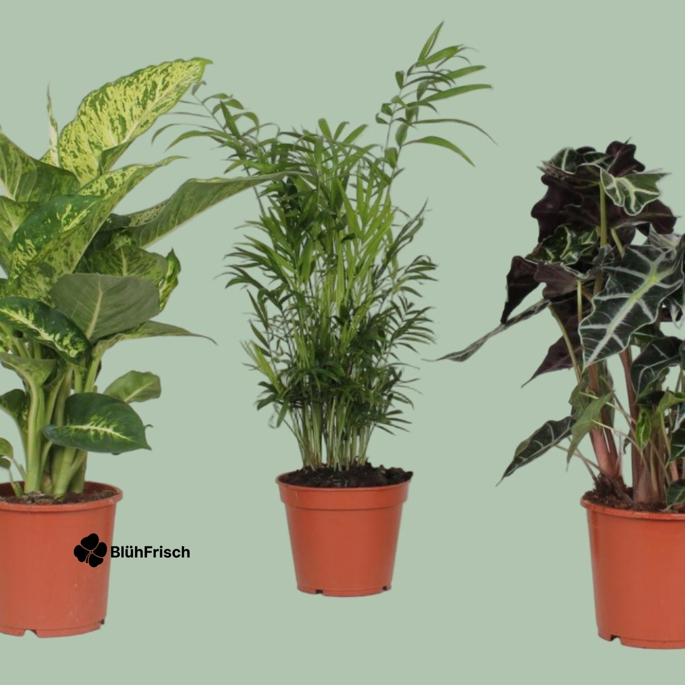 Zimmerpflanzenmischung - 3 Stücke - Ø17cm - ↕45-55cm