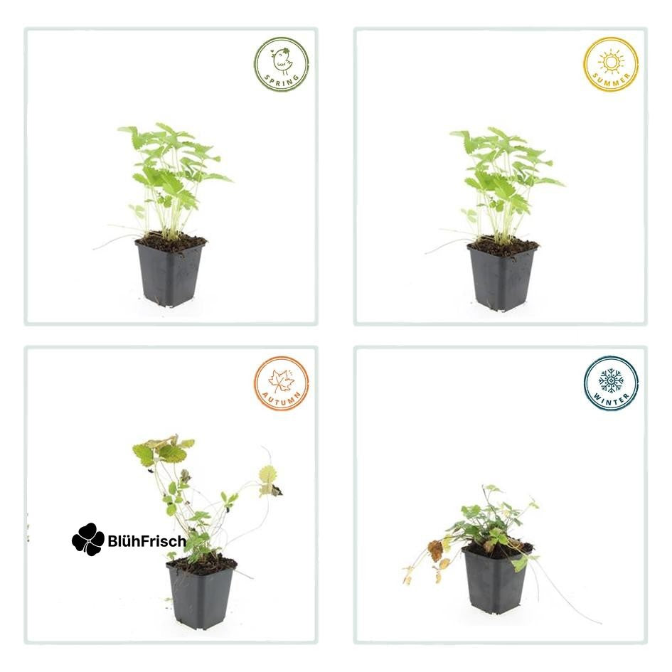 24x Fragaria vesca - ↕10-25cm - Ø9cm