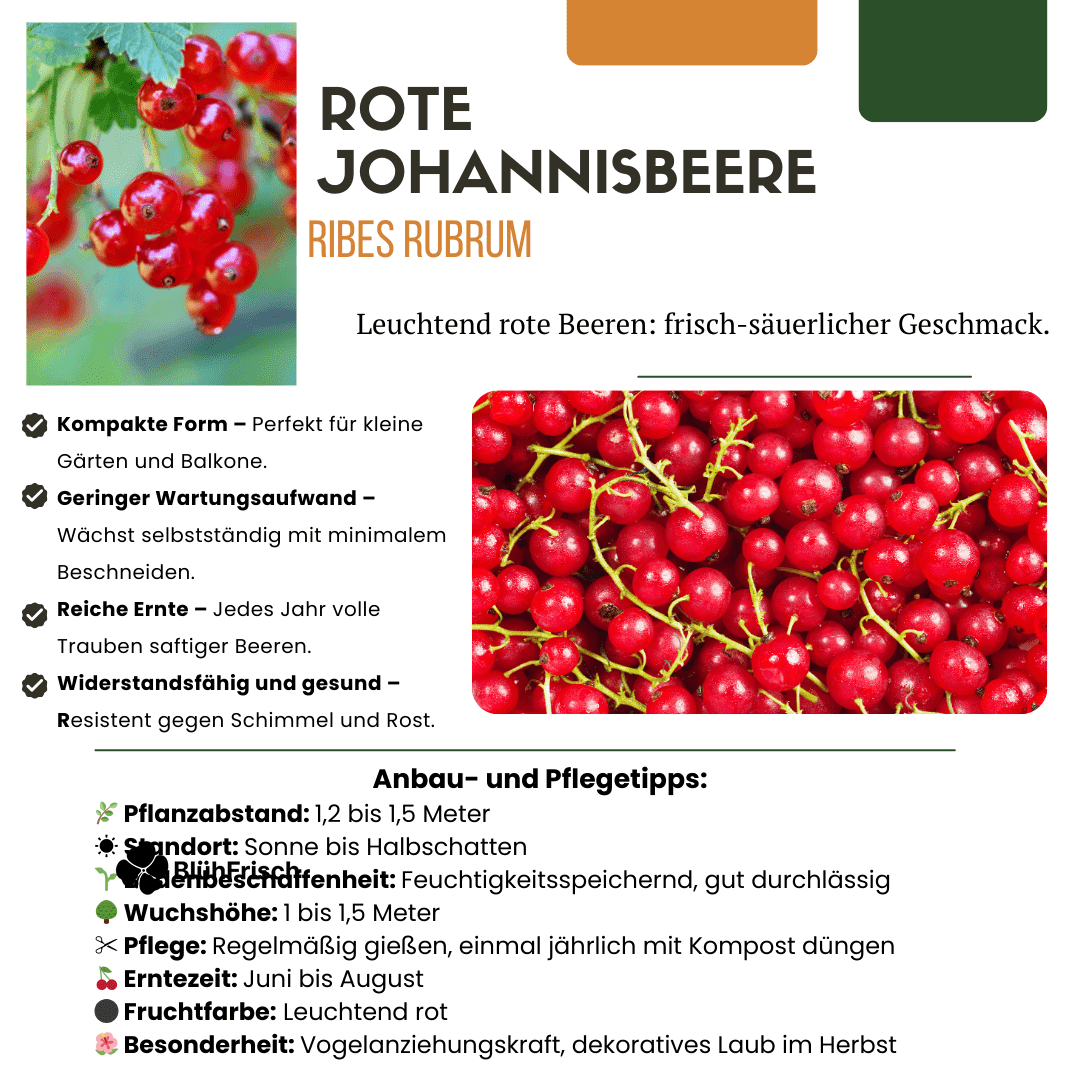 „Früchteparadies“ BIO Obstpflanzen-Mix – Set mit 4 verschiedenen Sorten