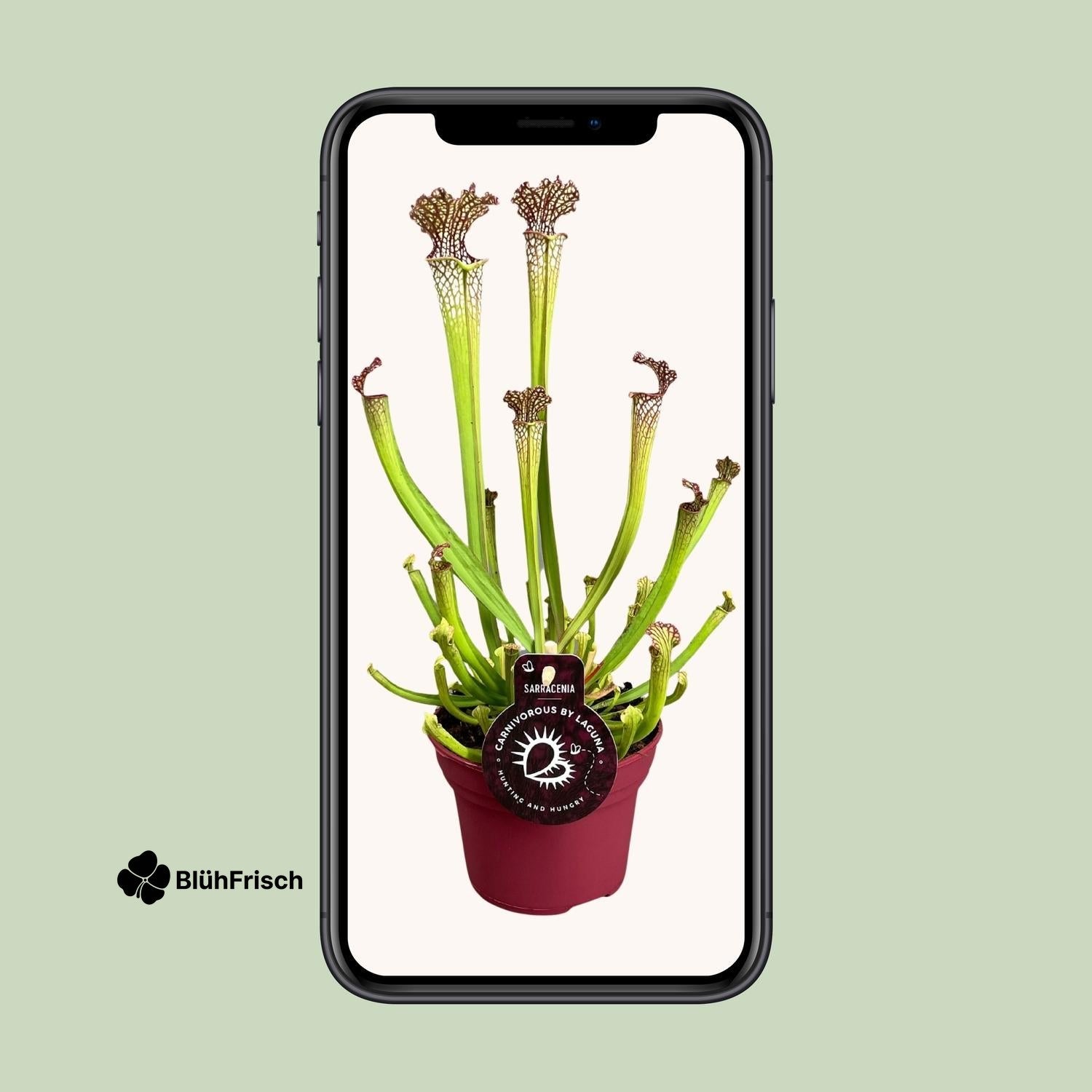 Sarracenia Farnhamii - Ø12cm - ↕40cm