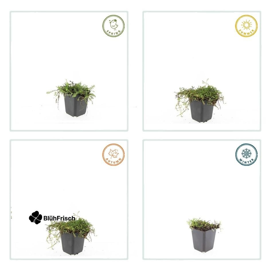 24x Leptinella squalida - ↕10-25cm - Ø9cm