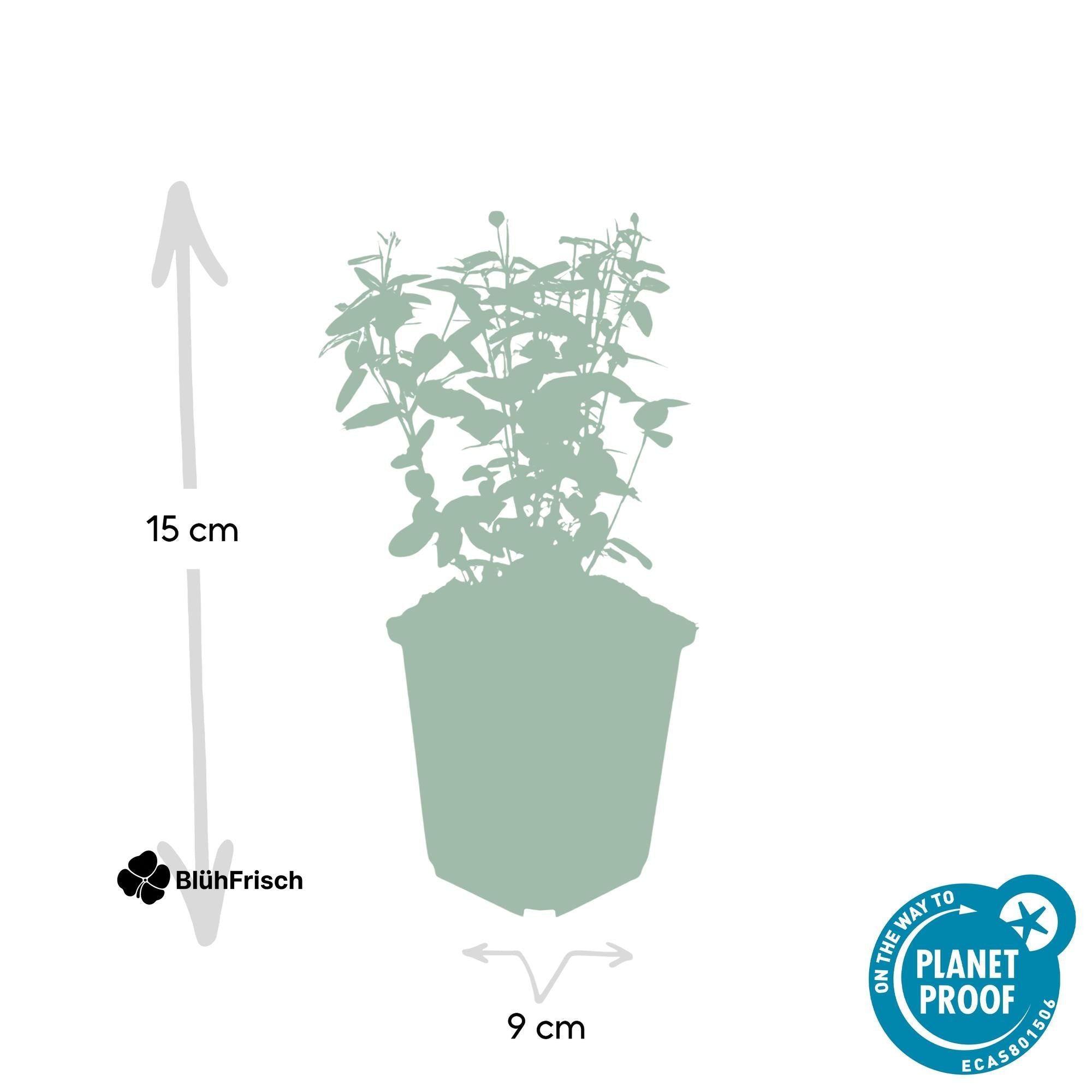 48x Euonymus fortunei radicans - ↕10-25cm - Ø9cm