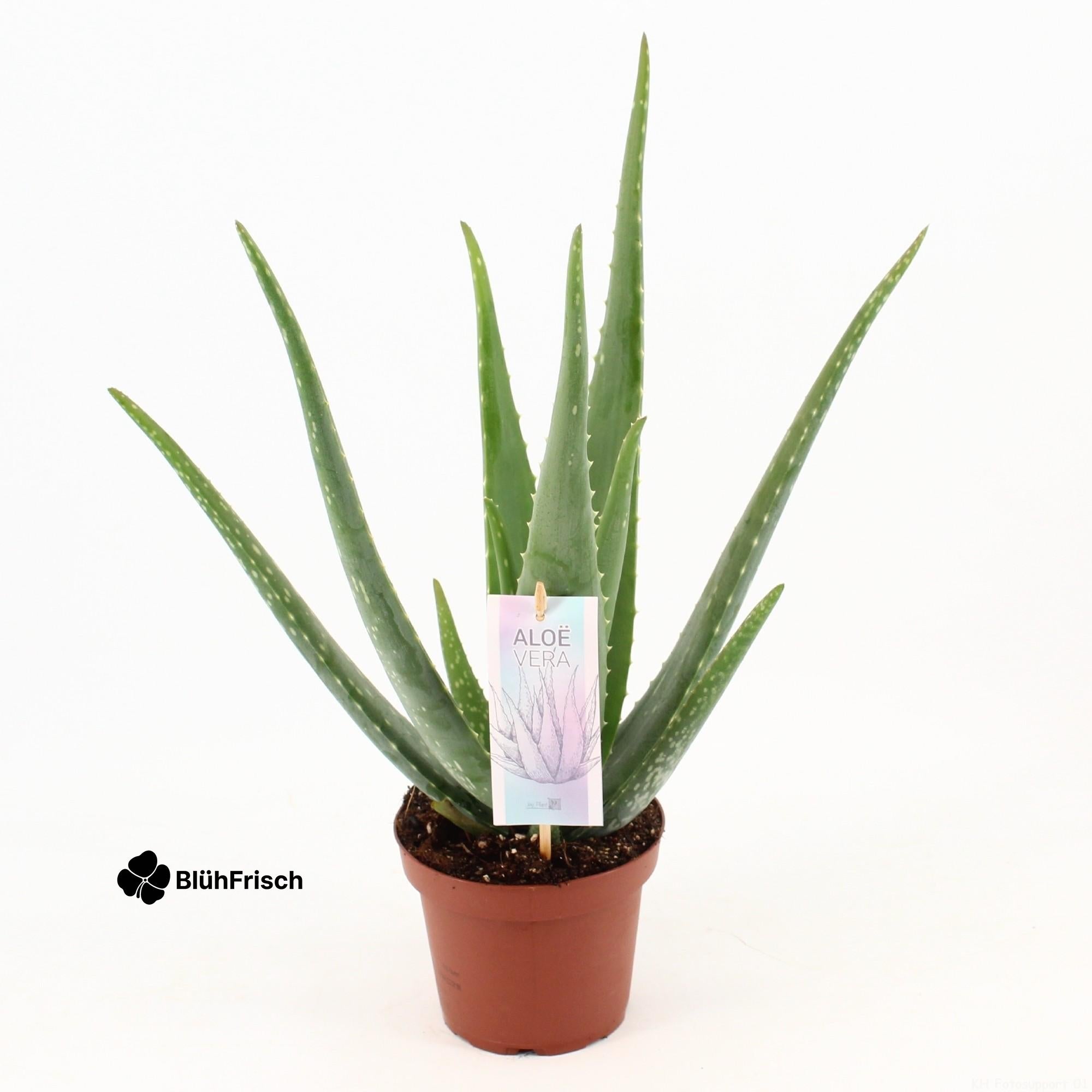 Aloe Vera P14 - Ø14cm - ↕45cm