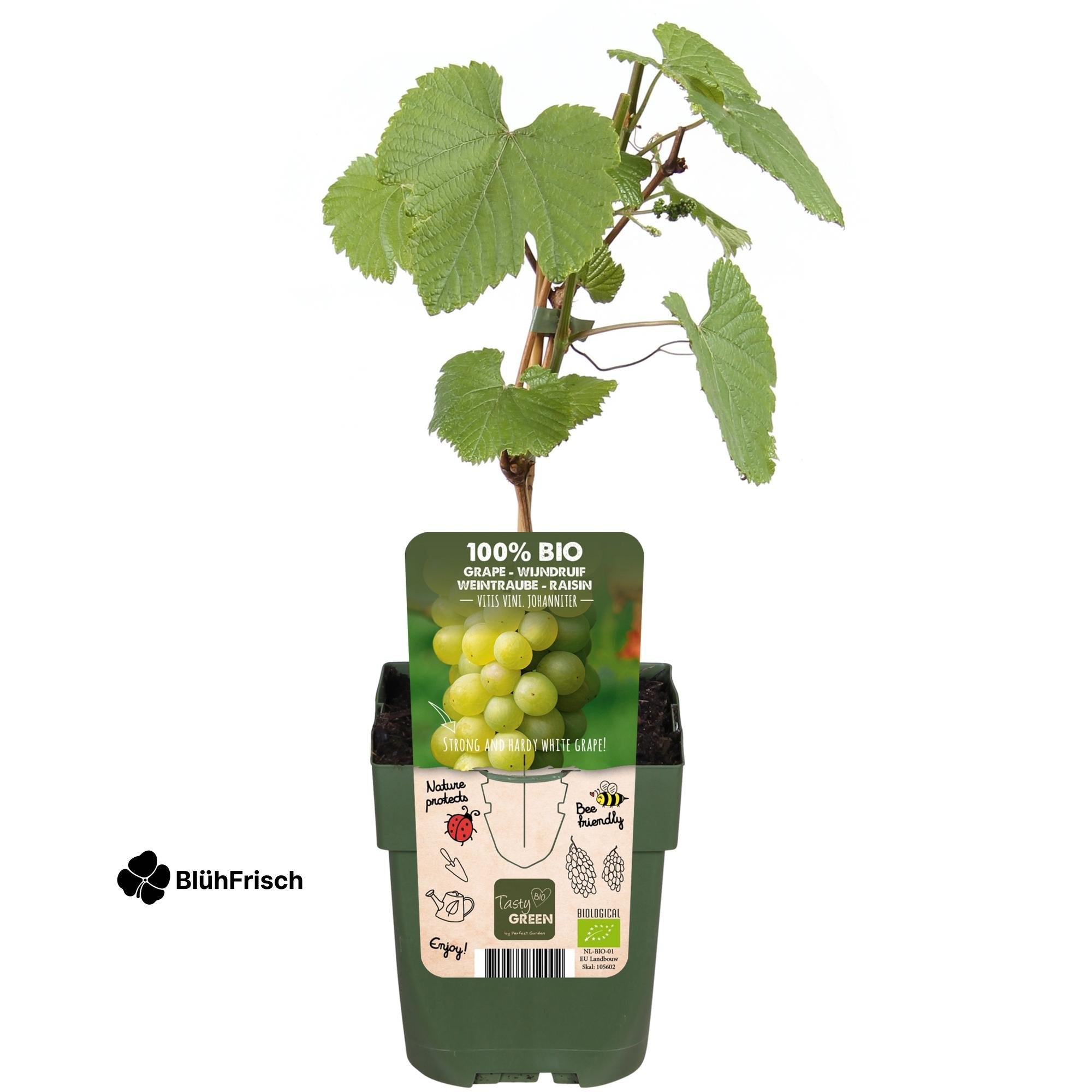 Vitis vinifera 'Johanniter' - Ø13cm - ↕45cm