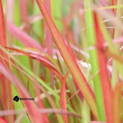 48x Imperata cylindrica 'Red Baron' - ↕10-25cm - Ø9cm