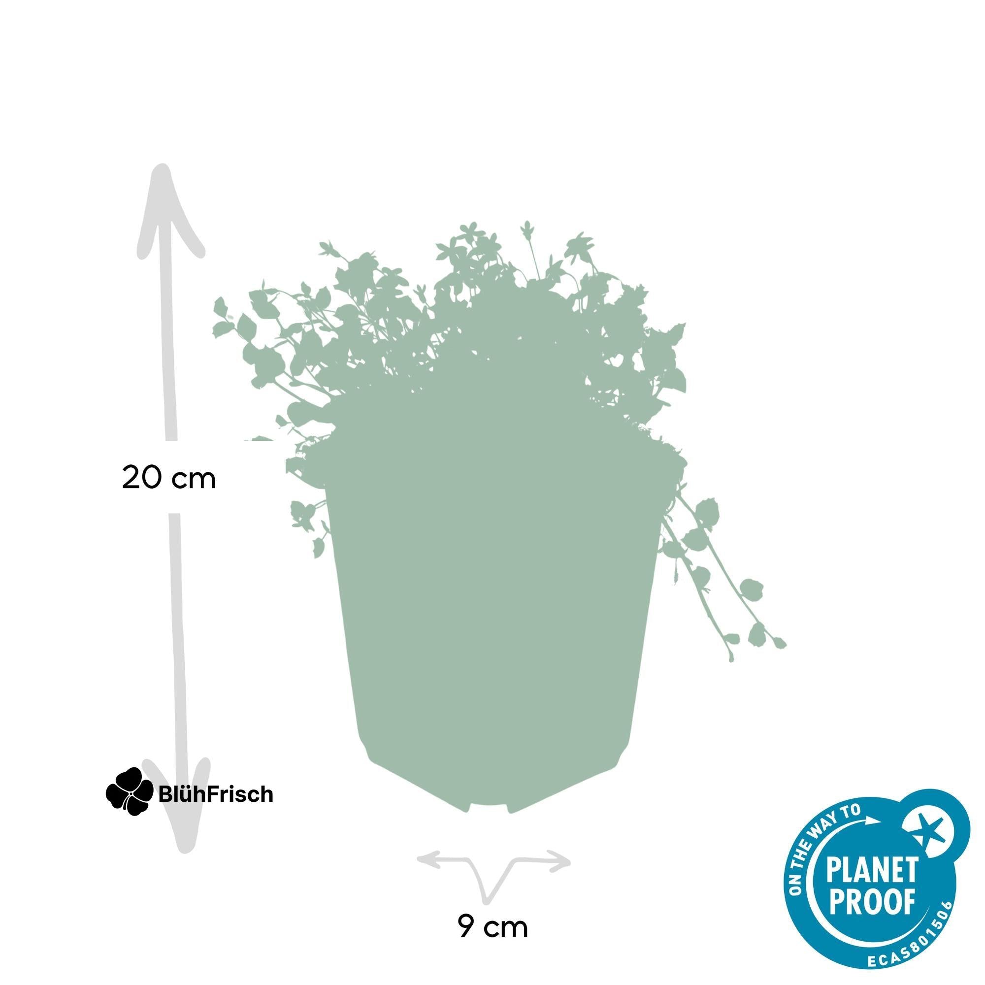 24x Isotoma fluviatilis - ↕10-25cm - Ø9cm