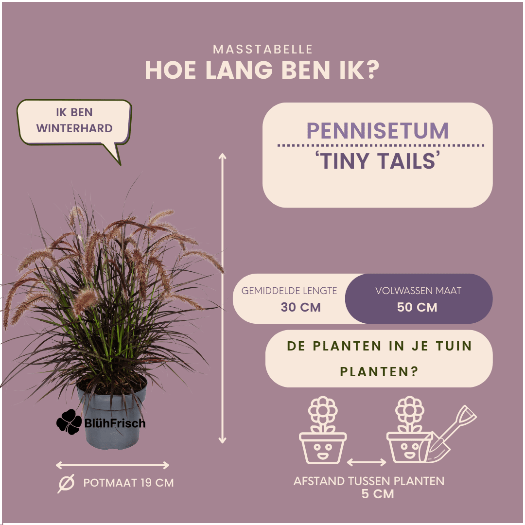 2 x Pennisetum 'Tiny Tails' - Ø19 cm - ↨ 40-50 cm
