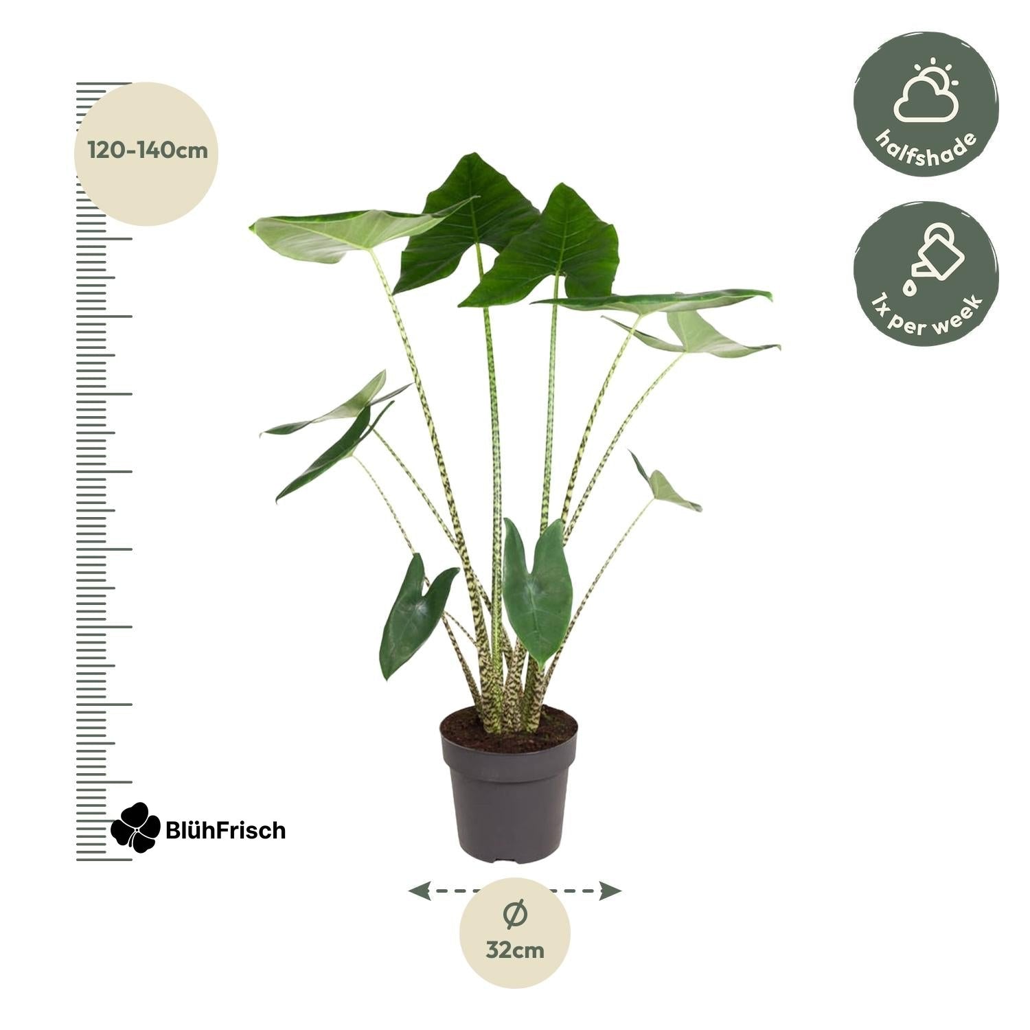 Alocasia Zebrina - 130 cm - ø32