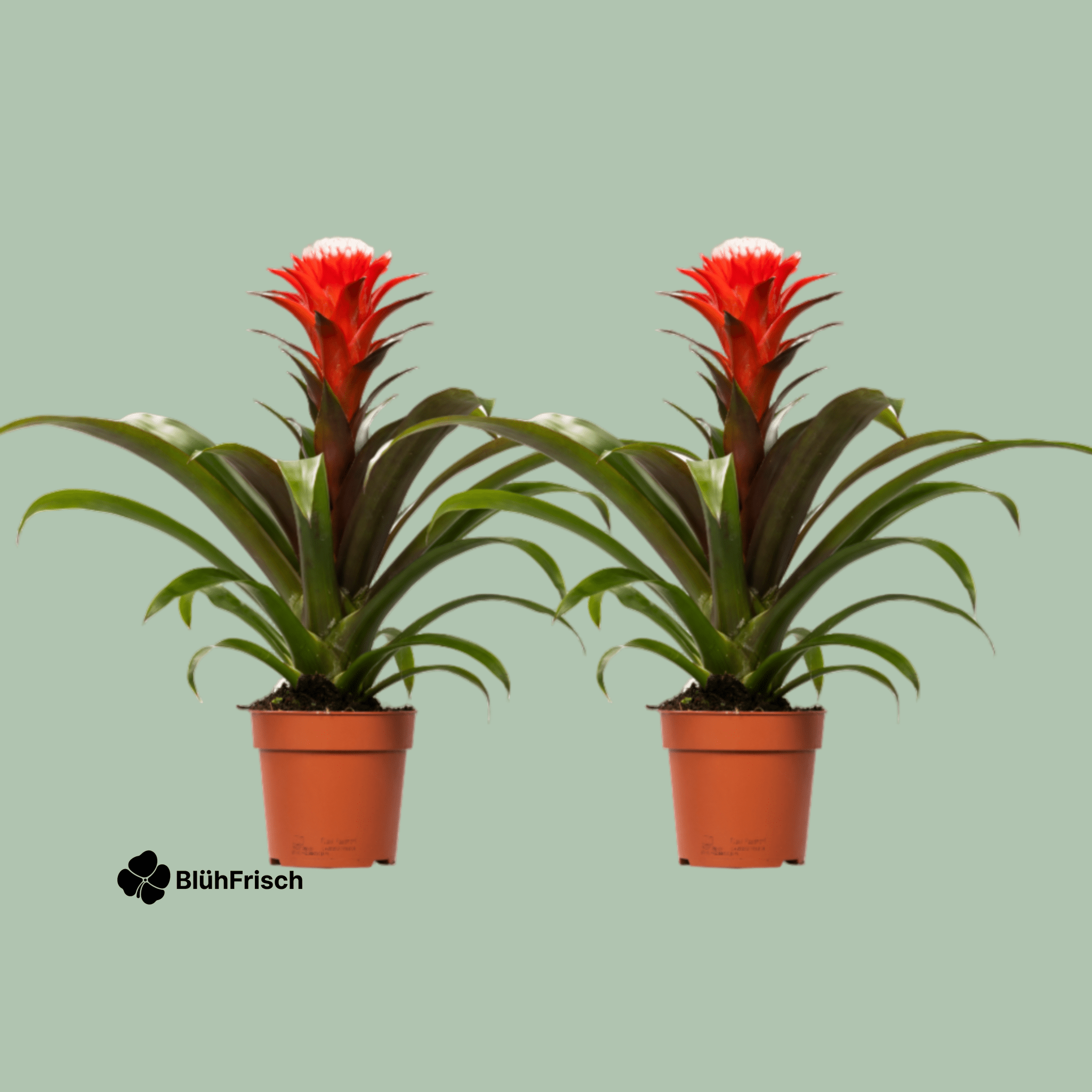 Guzmanie Hope - 2 Stücke - Ø12cm - ↕40cm