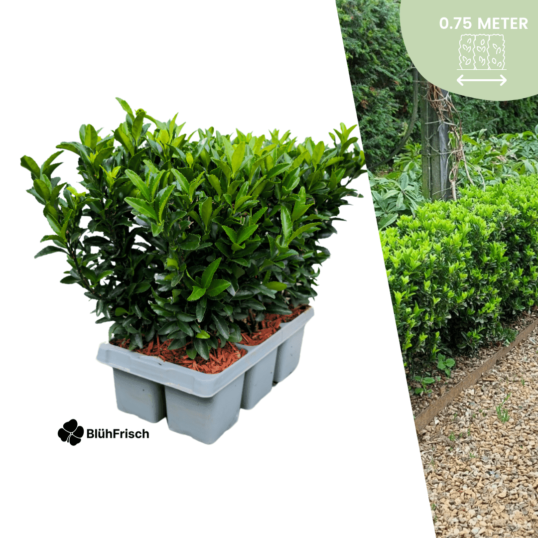 6 x Euonymus 'Green Spire' - 6 x Ø 7 cm - ↨ 15 cm