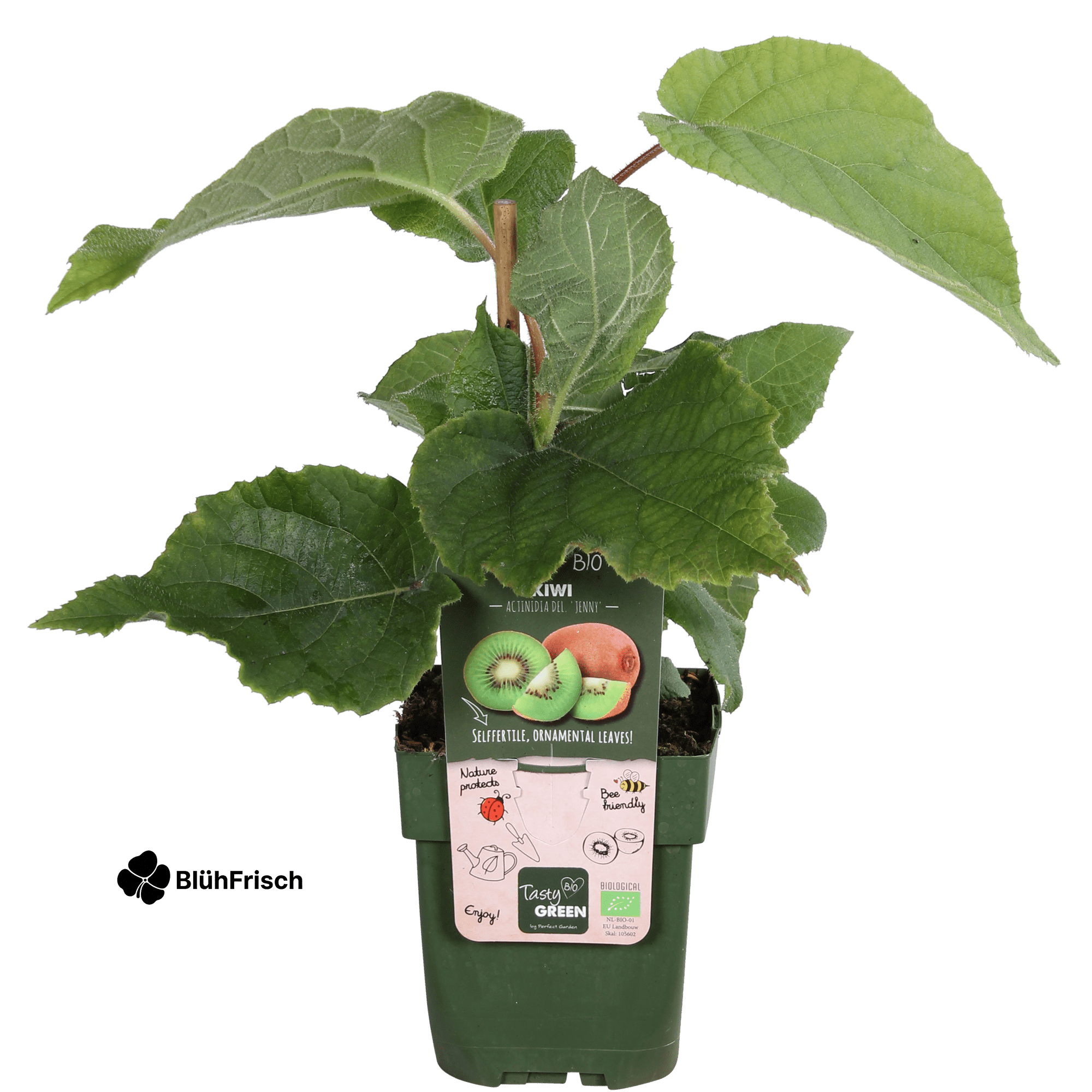 Actinidia delciosioa 'Jenny' - Kiwi - Ø13cm - ↕45cm