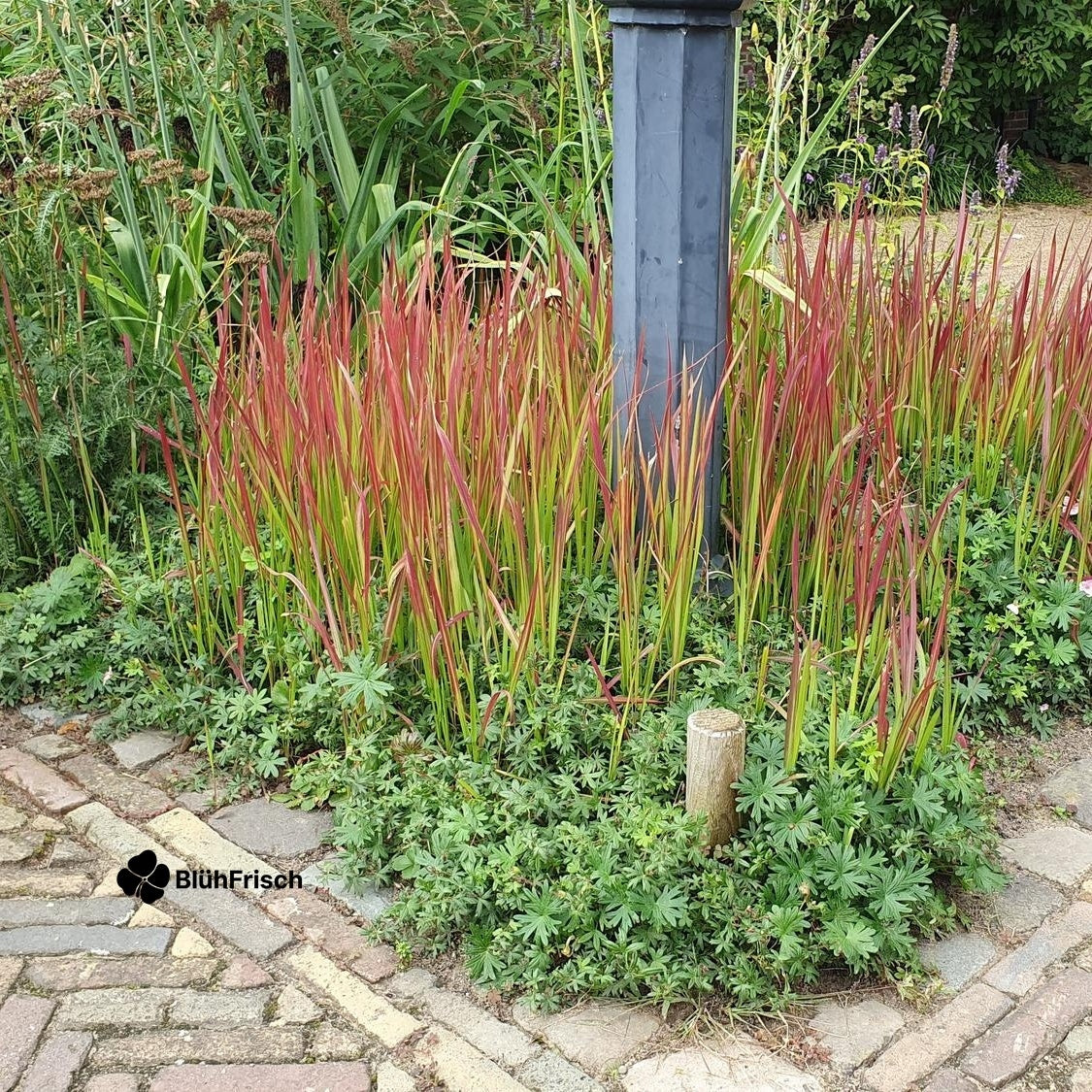 24x Imperata cylindrica 'Red Baron' - ↕10-25cm - Ø9cm