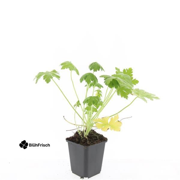 48x Geranium macr. 'Spessart' - ↕10-25cm - Ø9cm