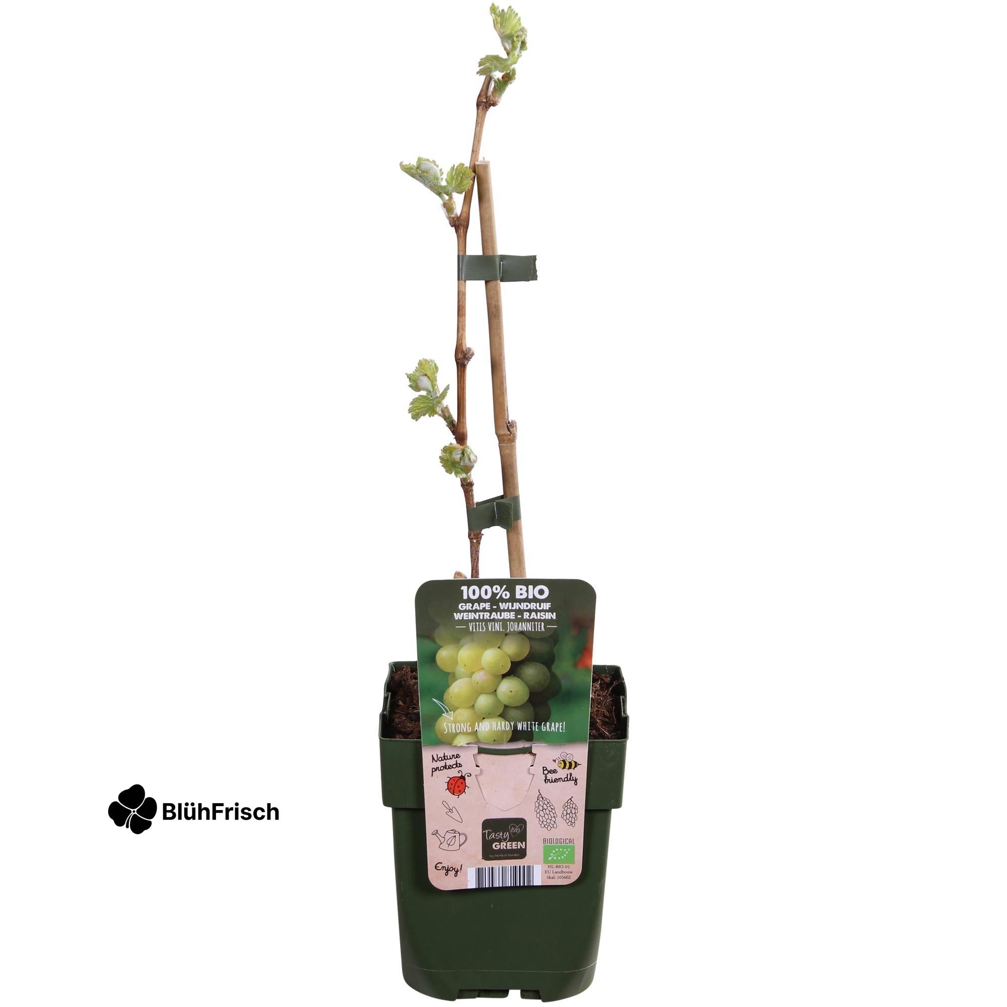 Vitis vinifera 'Johanniter' - Ø13cm - ↕45cm