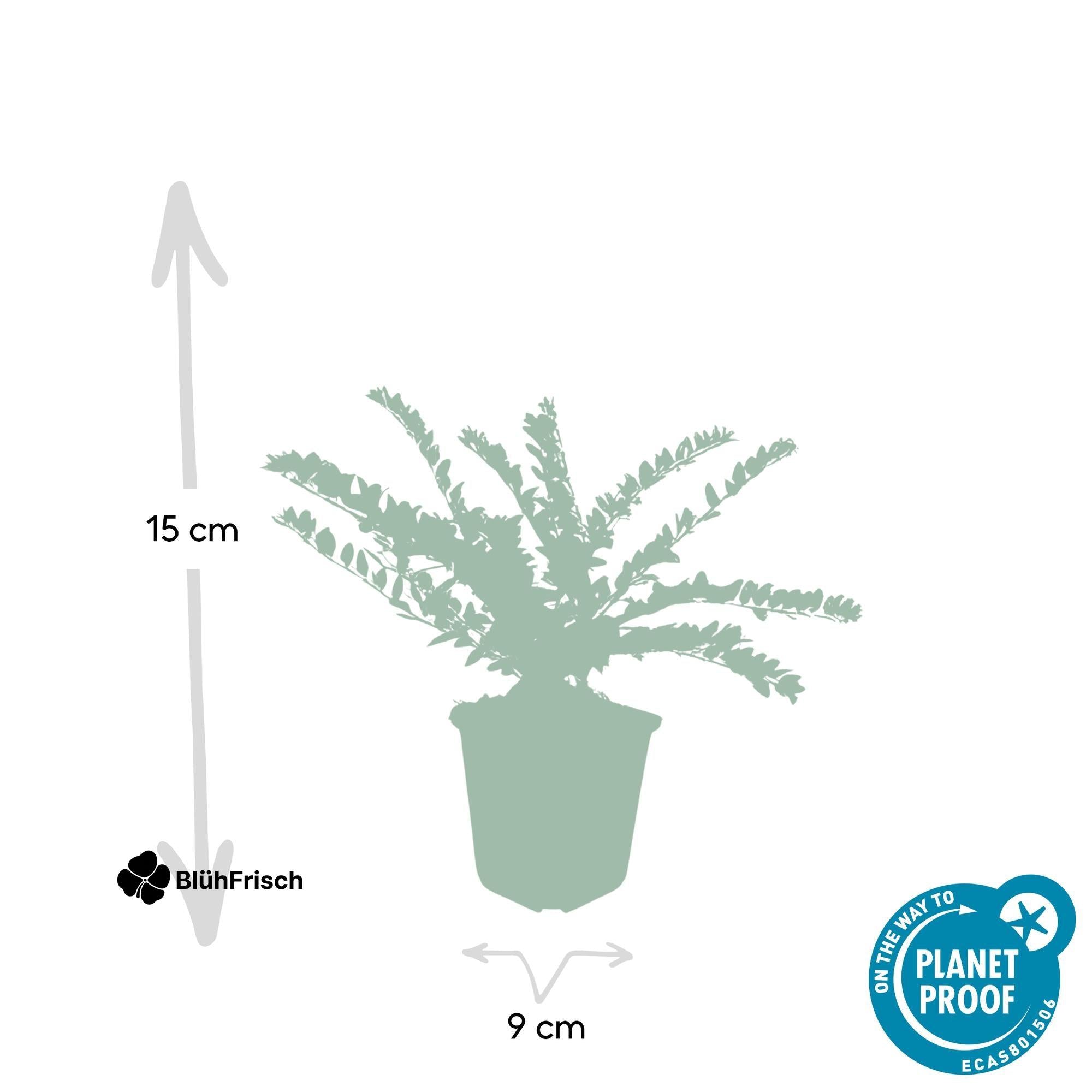 24x Lonicera nit. 'Maigrün' - ↕10-25cm - Ø9cm