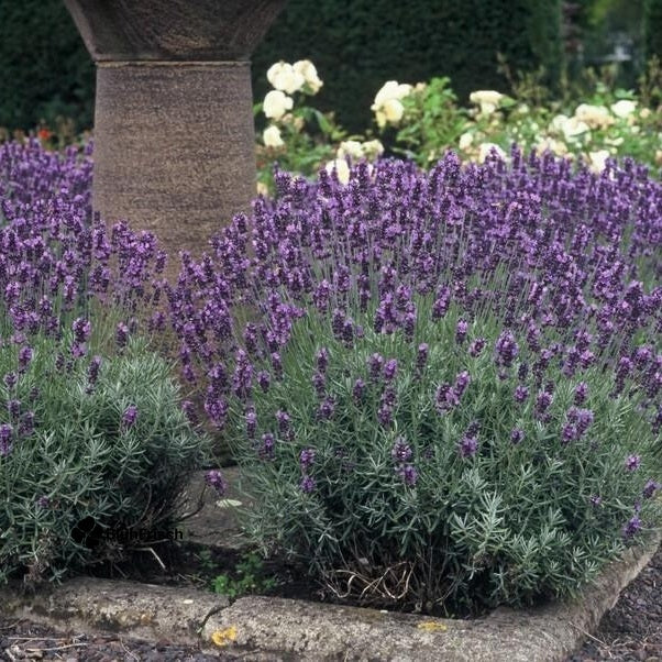 24x Lavandula ang. 'Dwarf Blue' - ↕10-25cm - Ø9cm