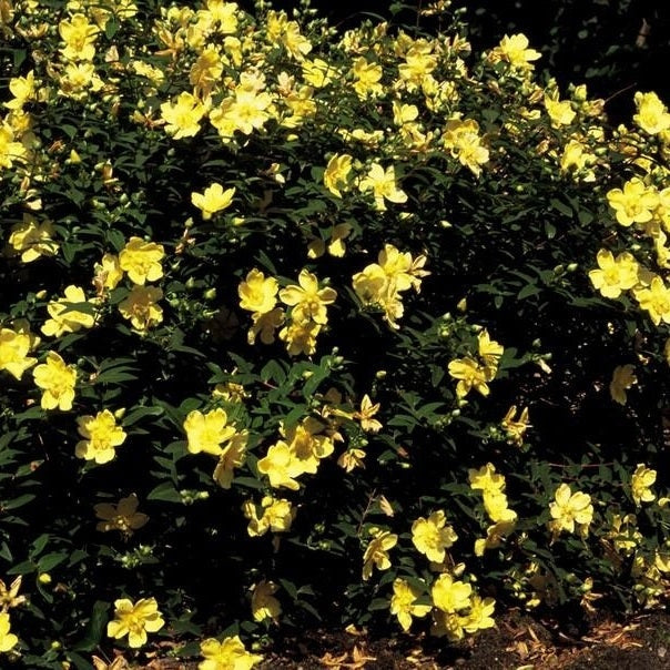 48x Hypericum 'Hidcote' - ↕10-25cm - Ø9cm
