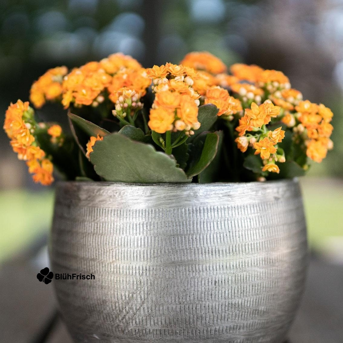 Set 5 Töpfe aluminium Silber