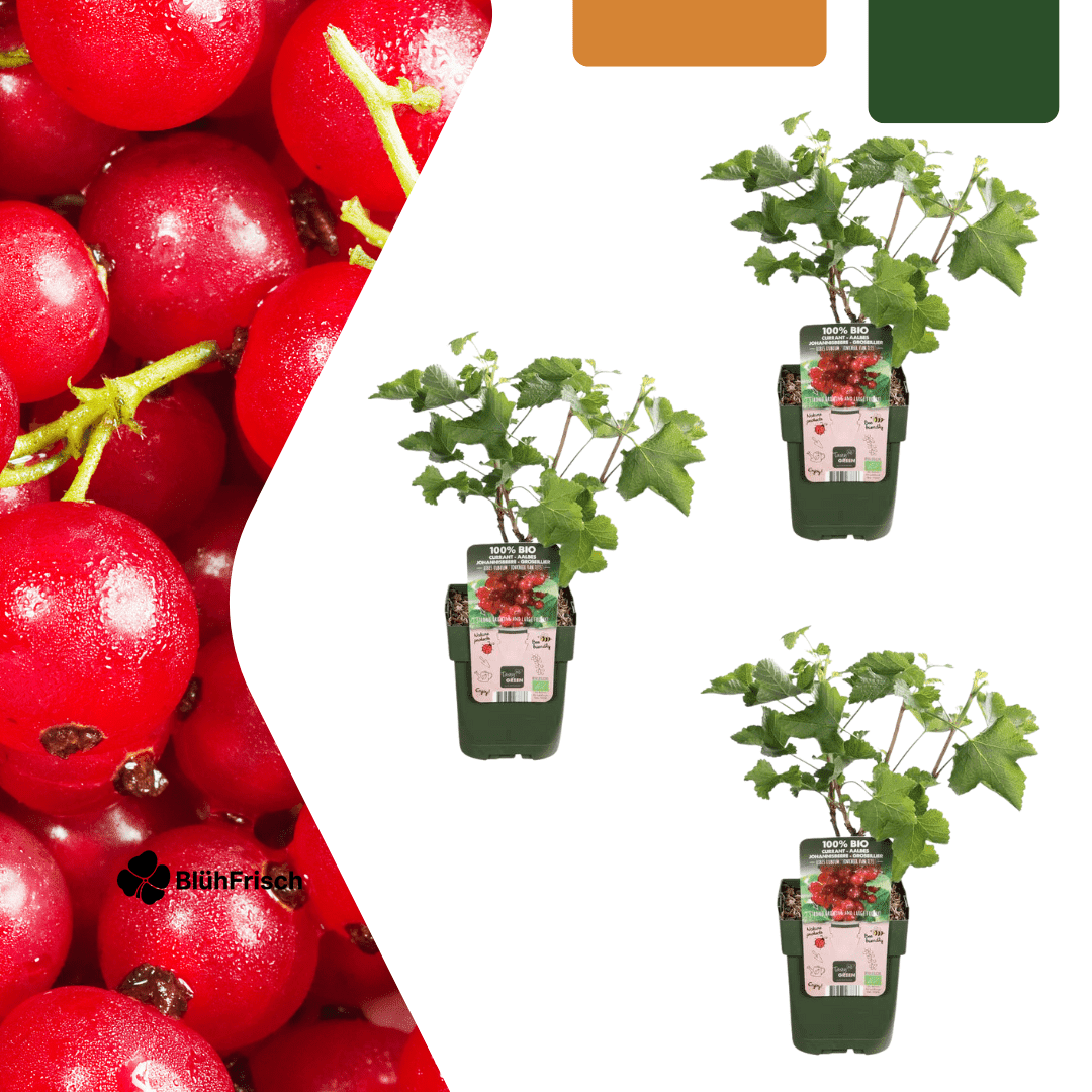 3 x Bio-Stachelbeerpflanzen – Ø 13 cm – ↨ 20 cm