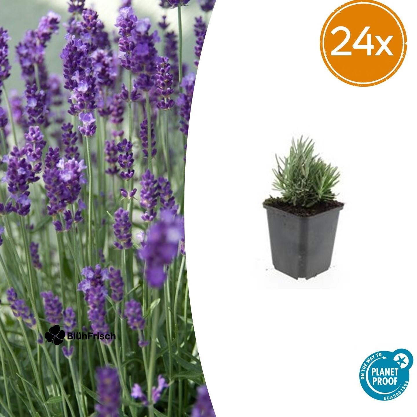 24x Lavandula ang. 'Dwarf Blue' - ↕10-25cm - Ø9cm