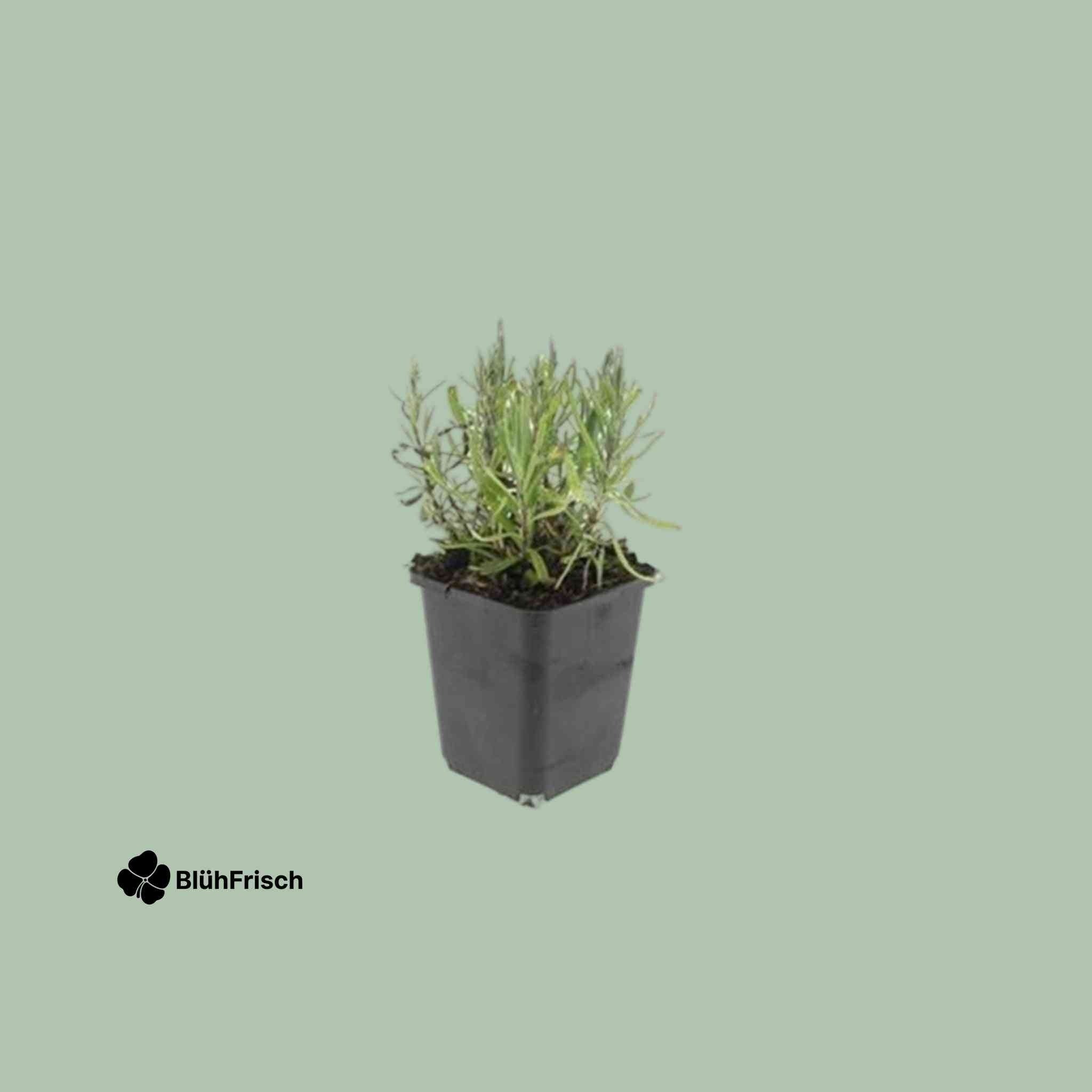 48x Lavandula ang. 'Munstead' - ↕10-25cm - Ø9cm