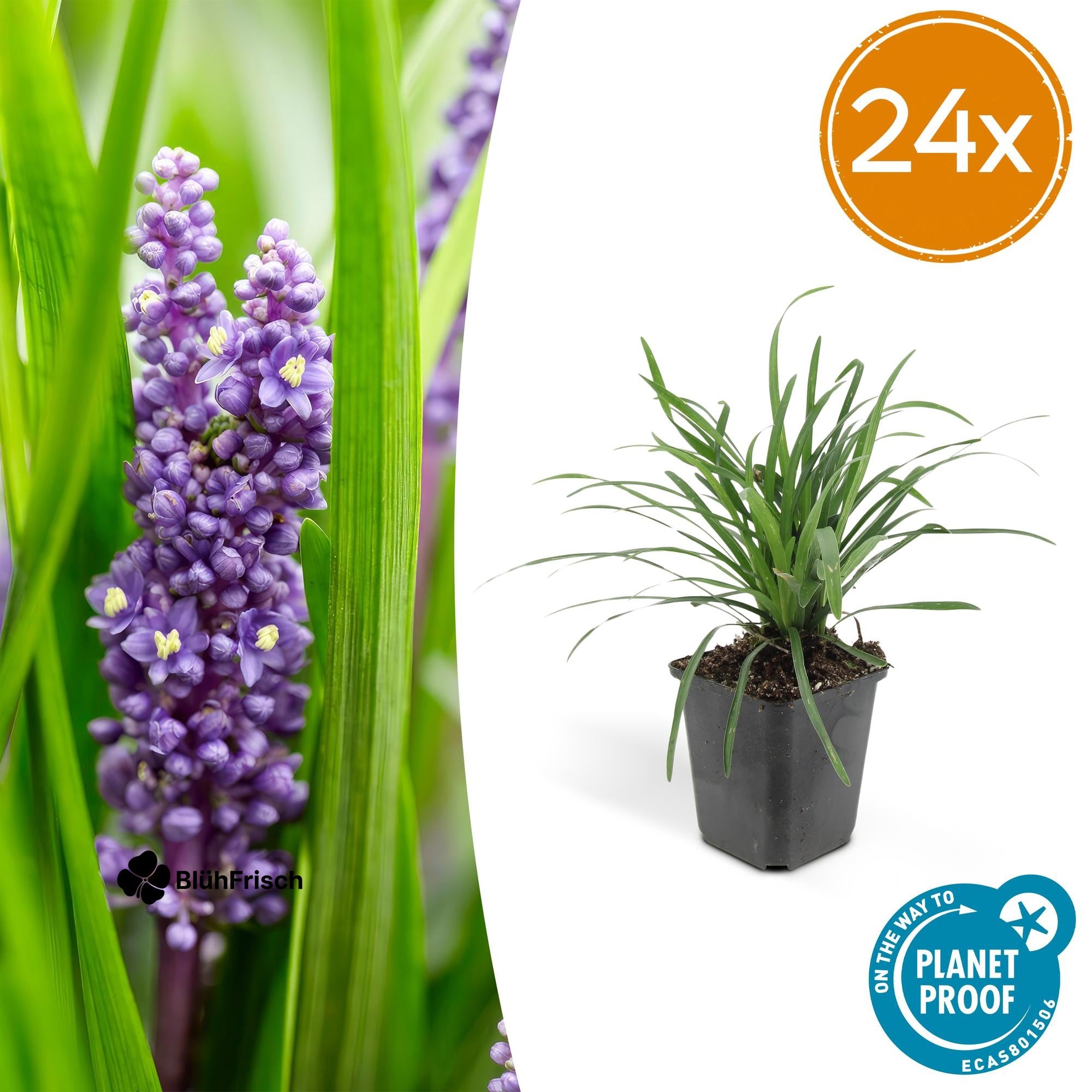 24x Liriope muscari 'Big Blue' - ↕10-25cm - Ø9cm