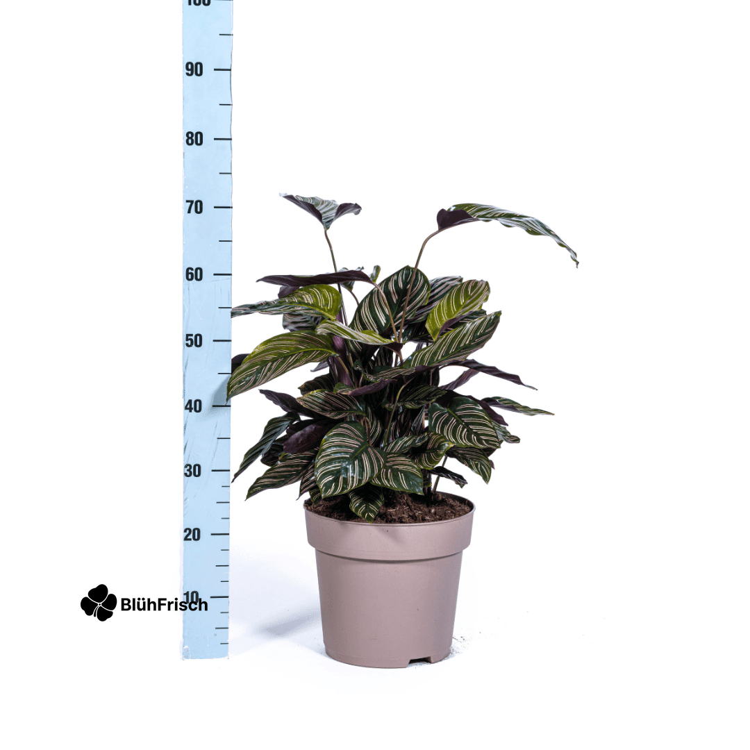 Calathea Ornata Sanderiana Ø27cm - ↕60 - 80cm