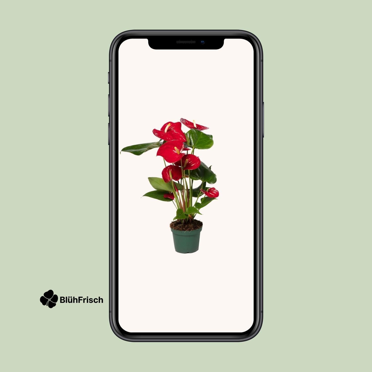 Anthurium Red - Ø17cm - ↕55cm - Ø12cm - ↕40cm